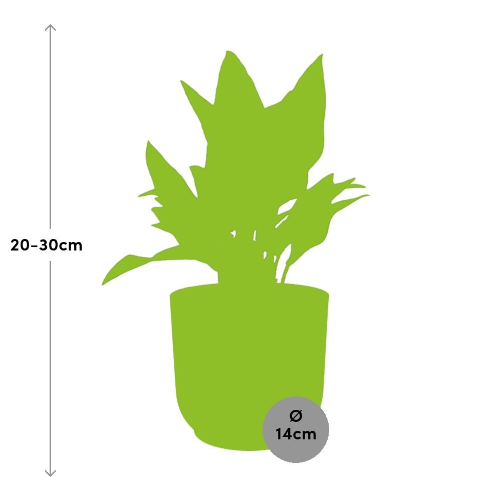 Aglaonema Maria in ELHO Vibes Fold 14cm roze