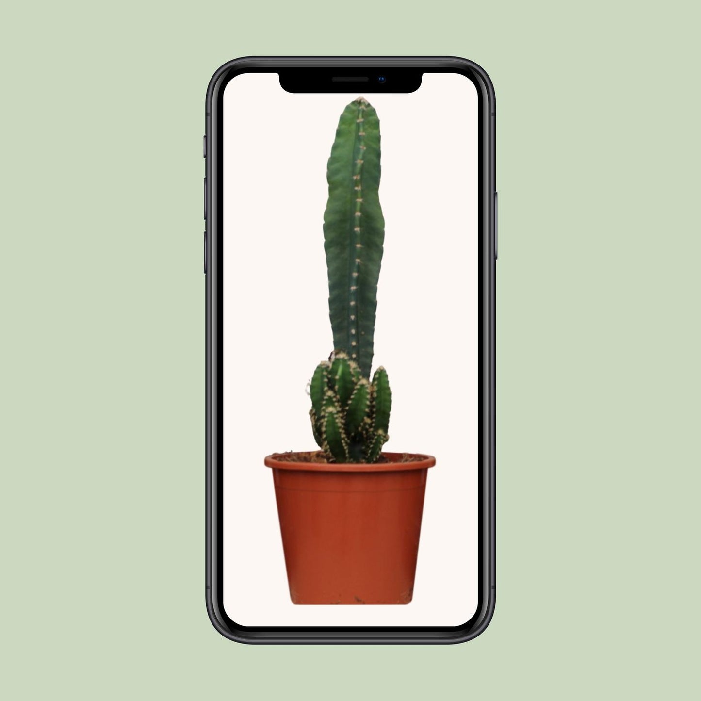 Cereus Peruvianus Florida - Ø17cm - ↕75cm