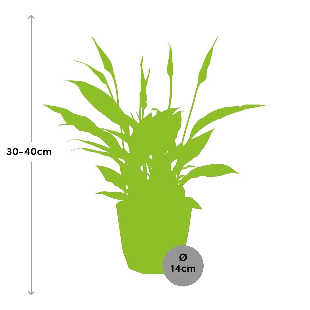 Spathiphyllum 12 Cm Torelli in 14cm b.for rock living black