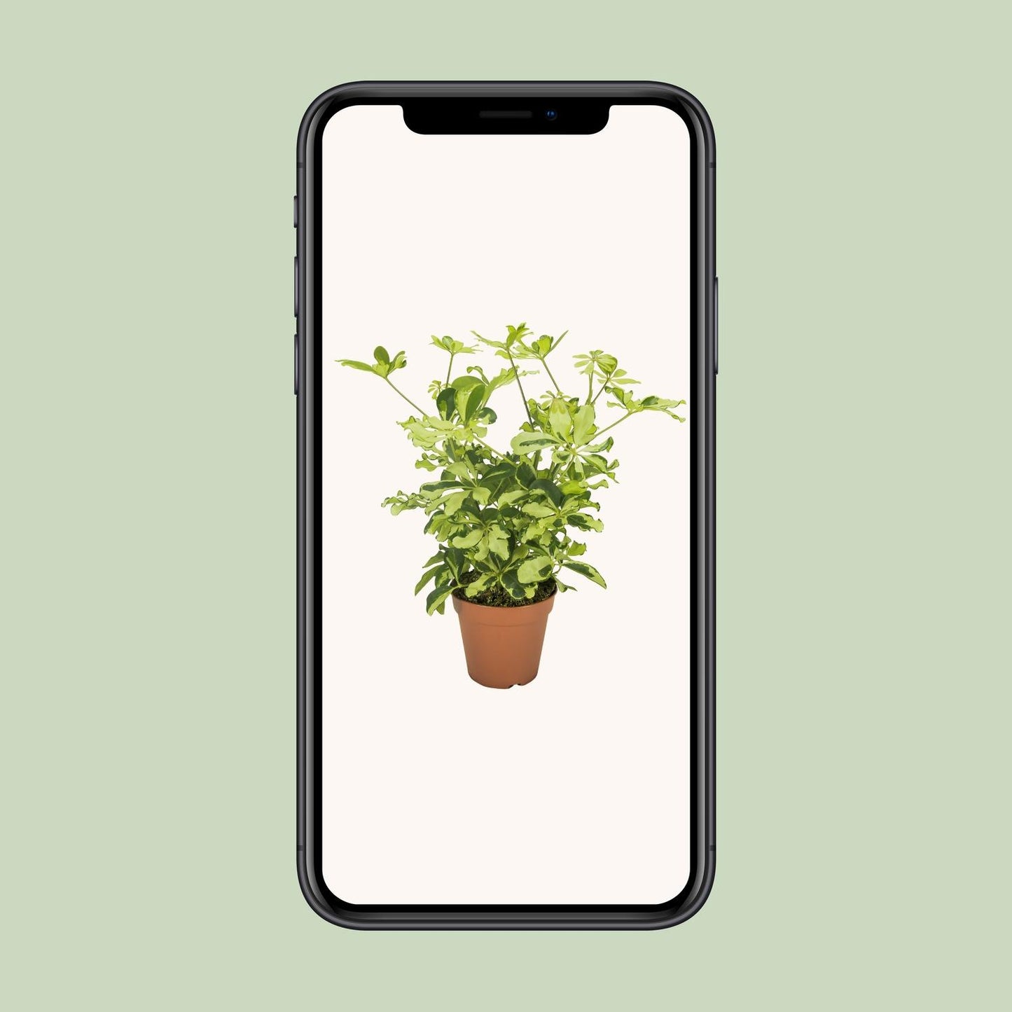 Schefflera Charlotte - Ø13cm - ↕35cm