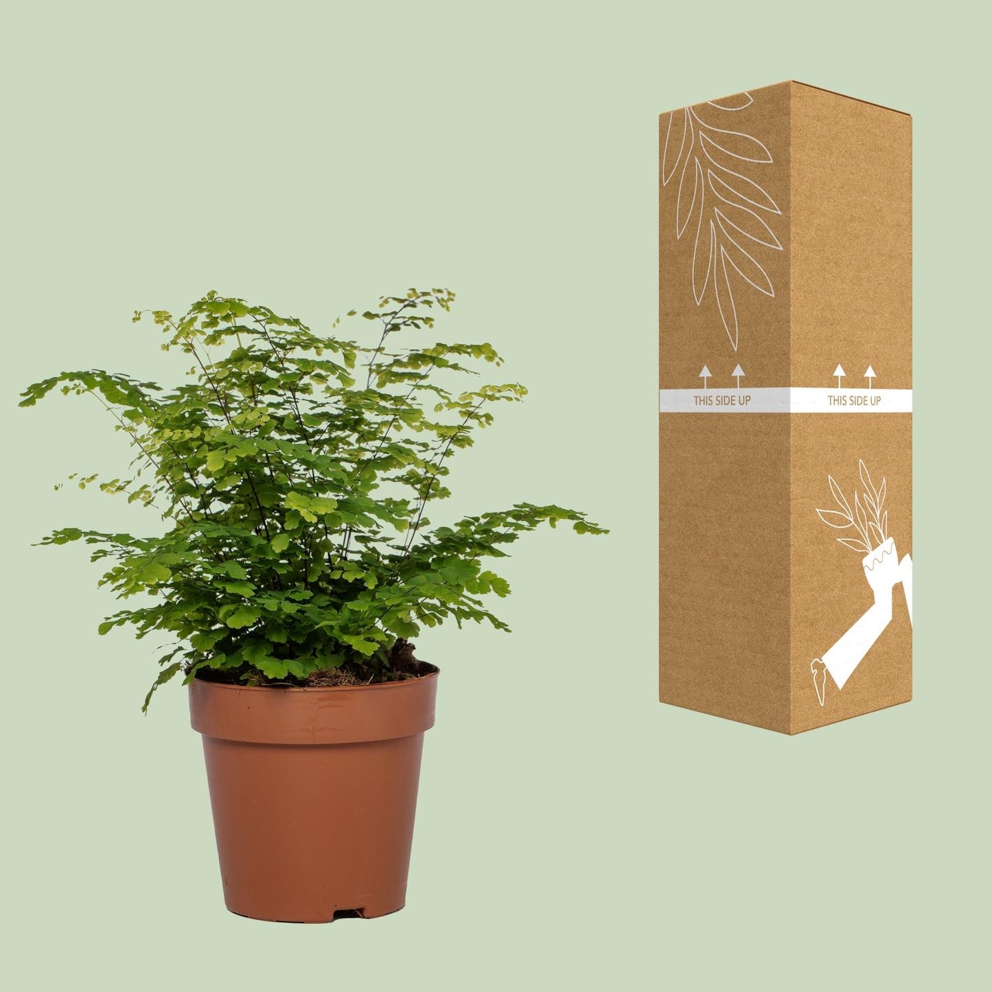 Adiantum Fritz Luthi - Ø12cm - ↕35cm