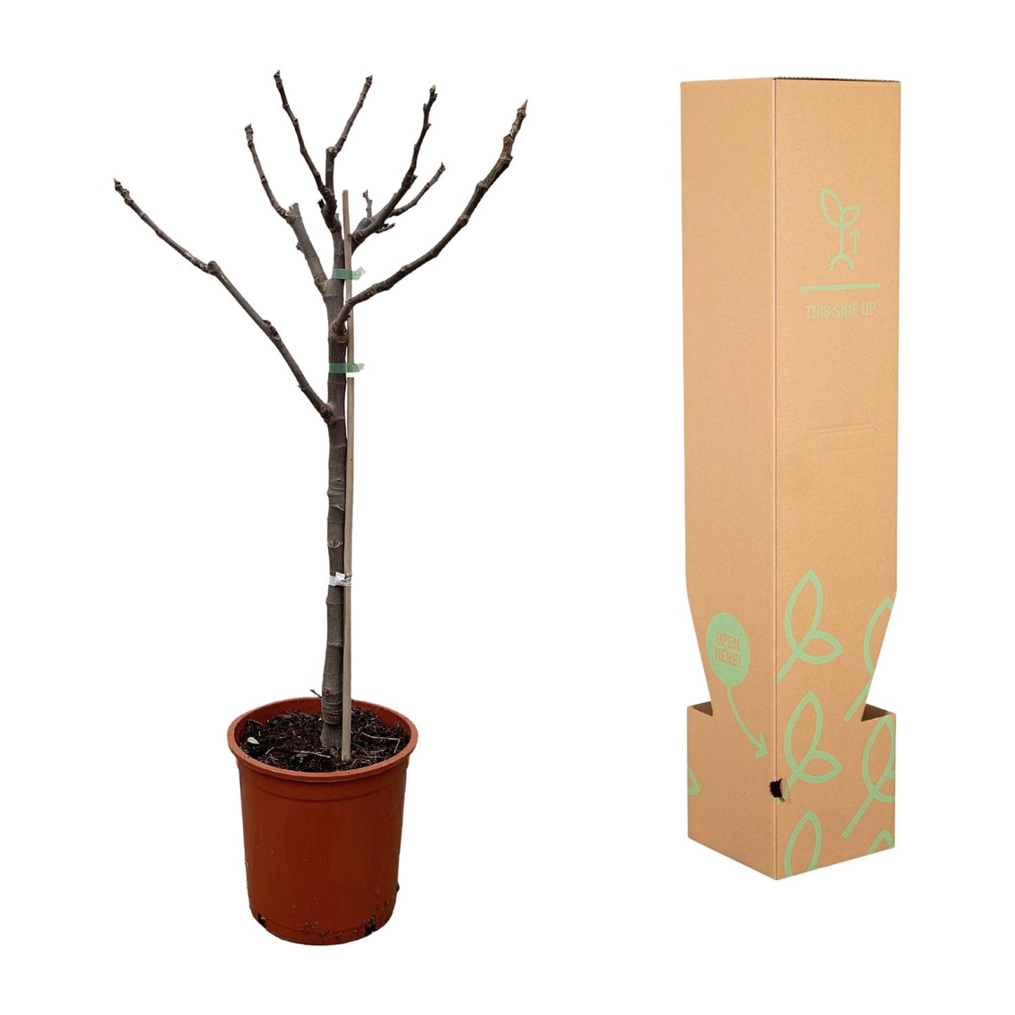 Echter Feigenbaum auf Stamm – 100 cm mediterranes Flair