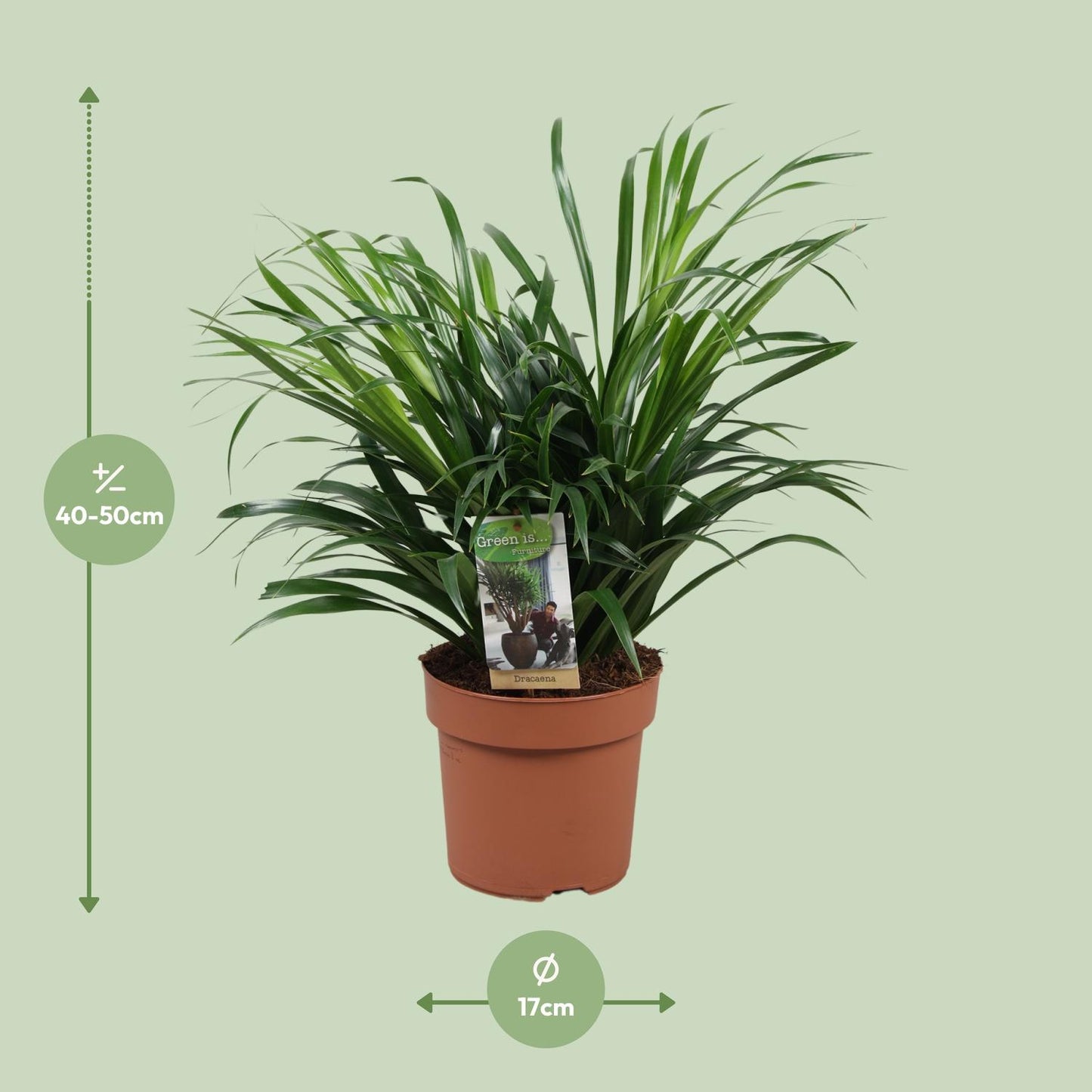 Dracaena Anita - Ø17cm - ↕45cm