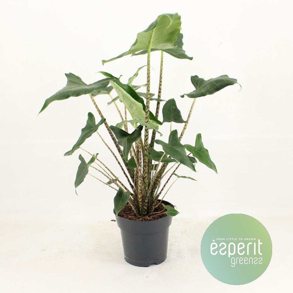 Alocasia Zebr. Siberian Tiger - Ø17cm - ↕55cm