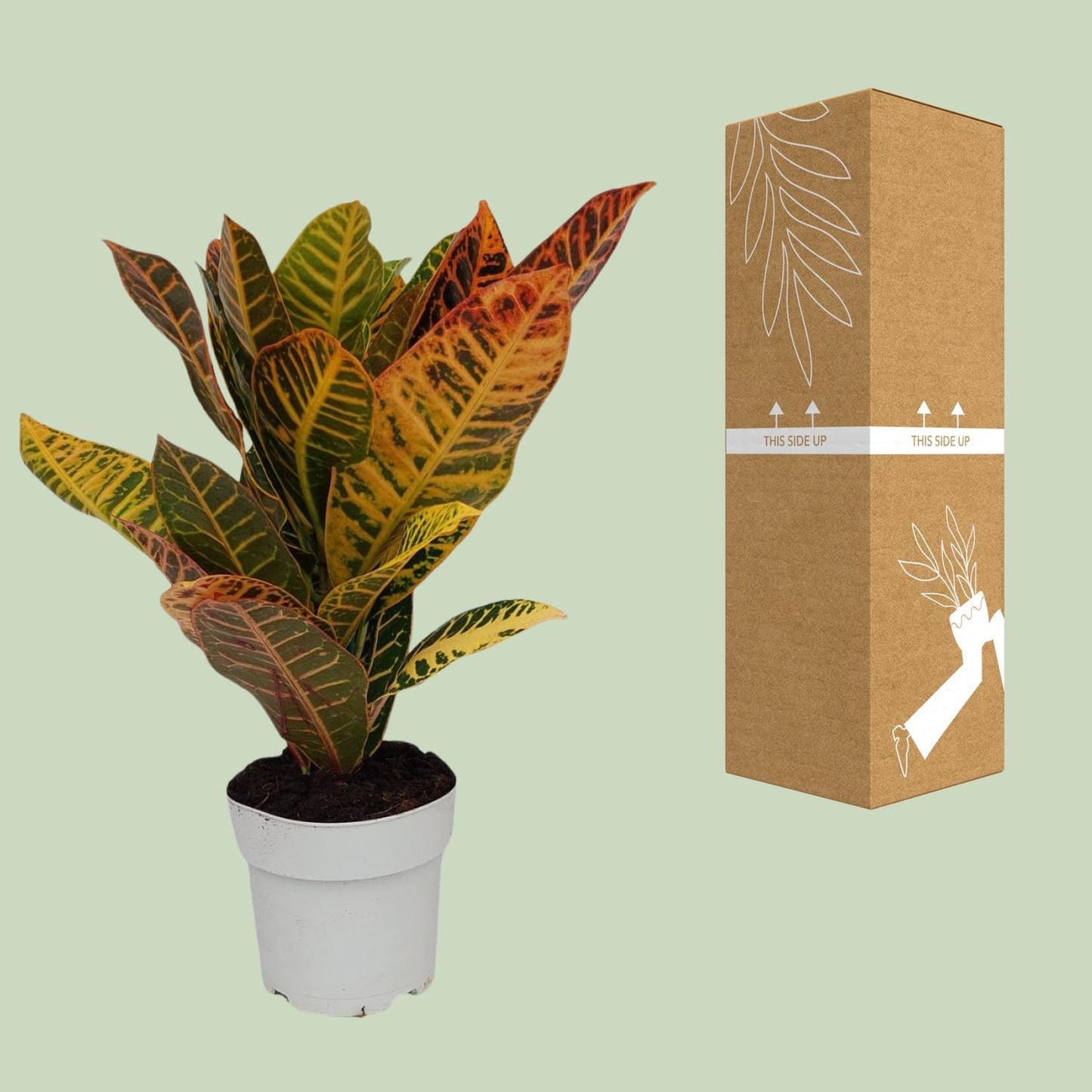 Codiaeum Petra - Ø17cm - ↕45cm