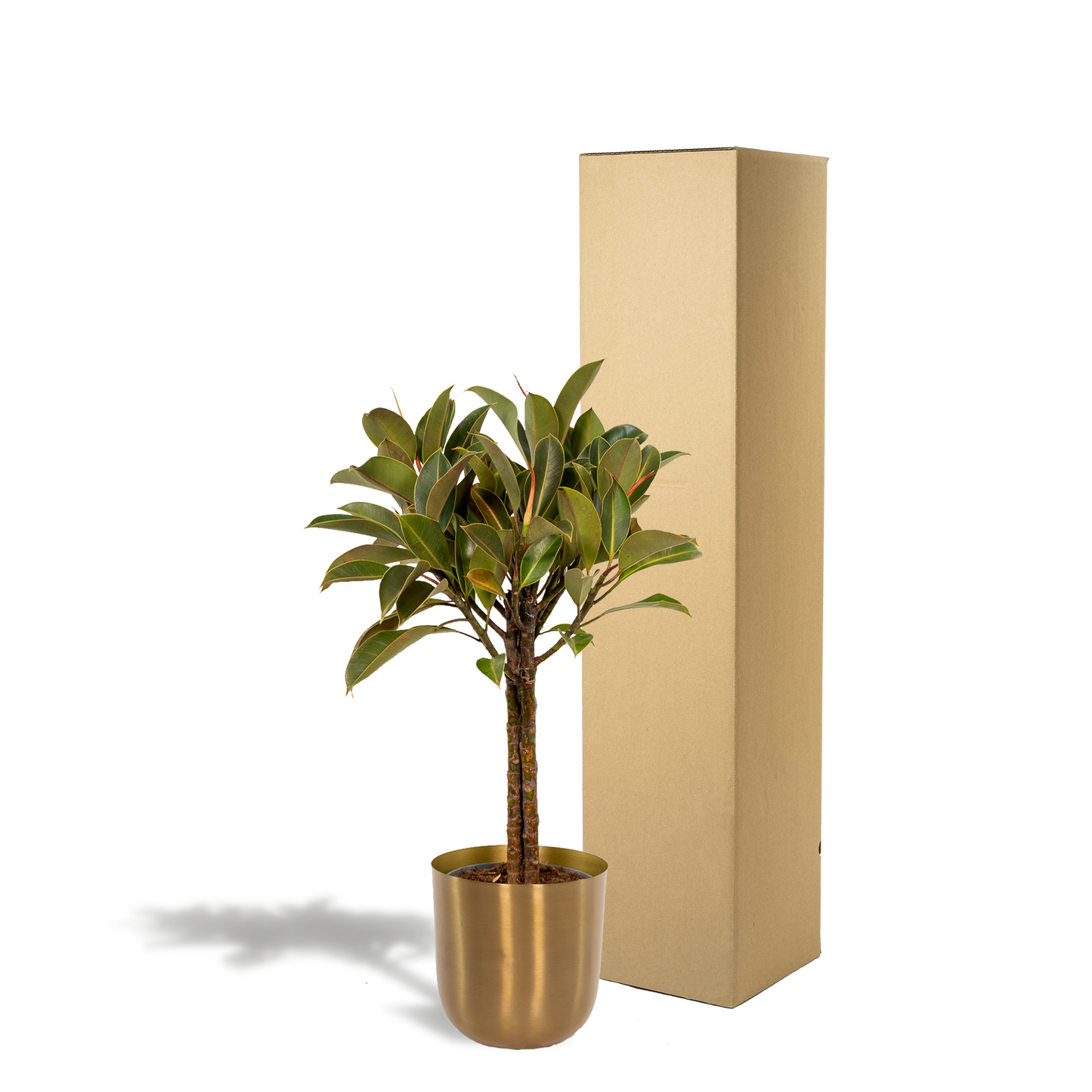 Ficus elastica Melany Stamm + Topf Mayk Gold - ↨90cm - Ø21cm