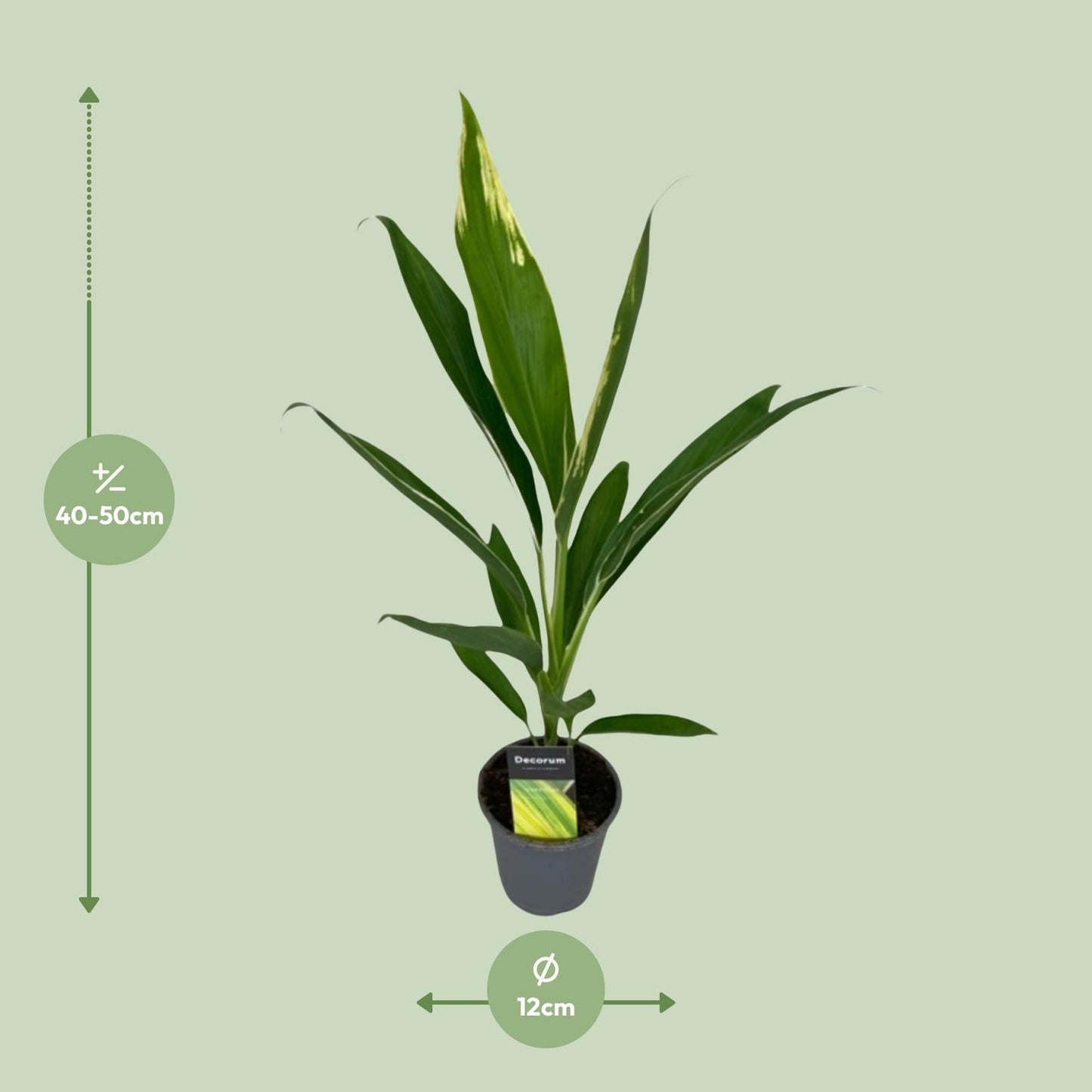 Cordyline Conga - Ø12cm - ↕45cm