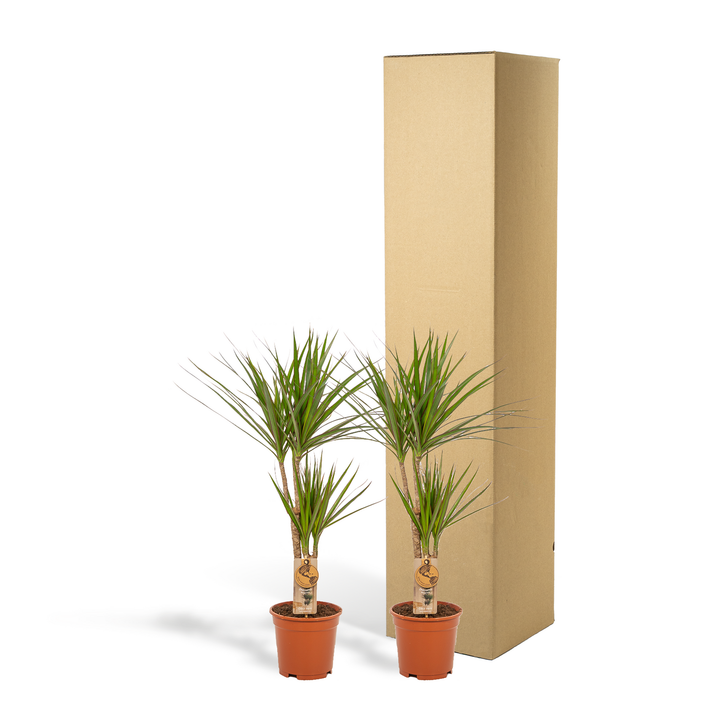 Drachenbaum Duo – 90 cm – Luftreinigende Zimmerpflanze