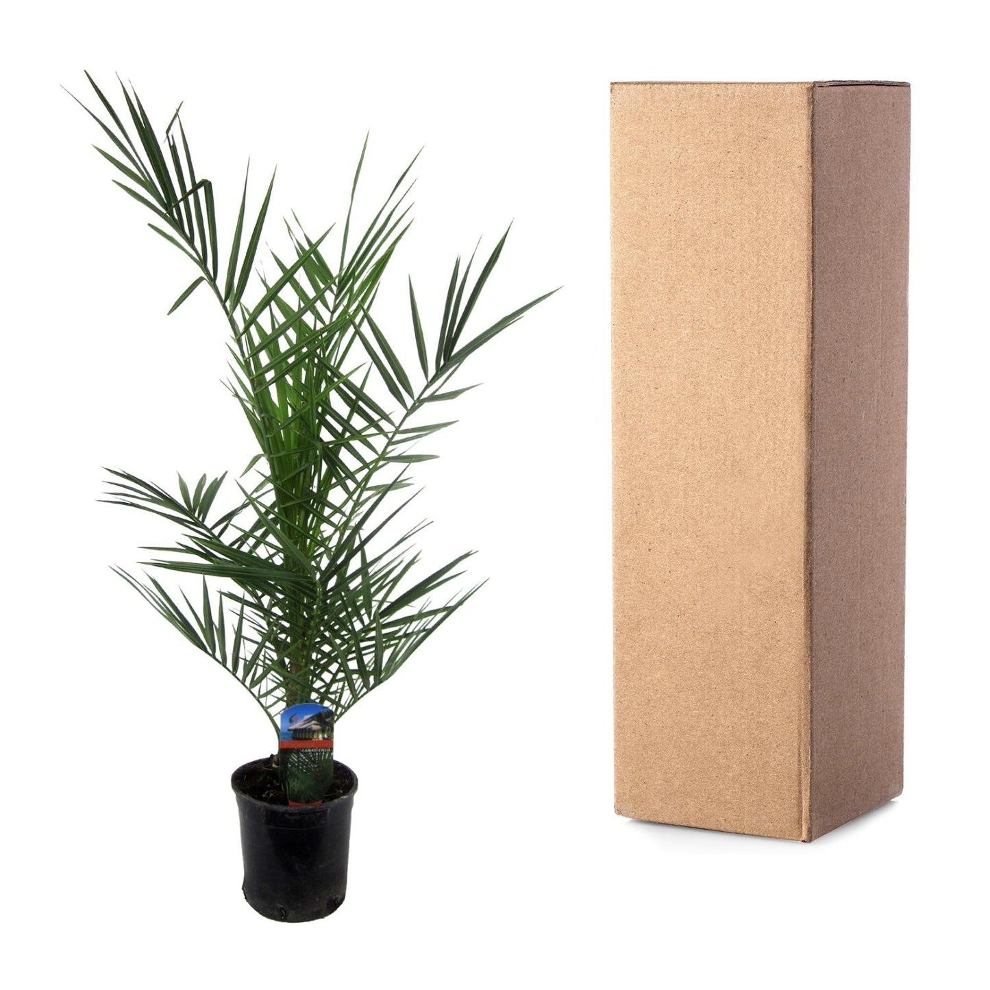 Kanarische Dattelpalme 80 cm im Ø15 cm Topf