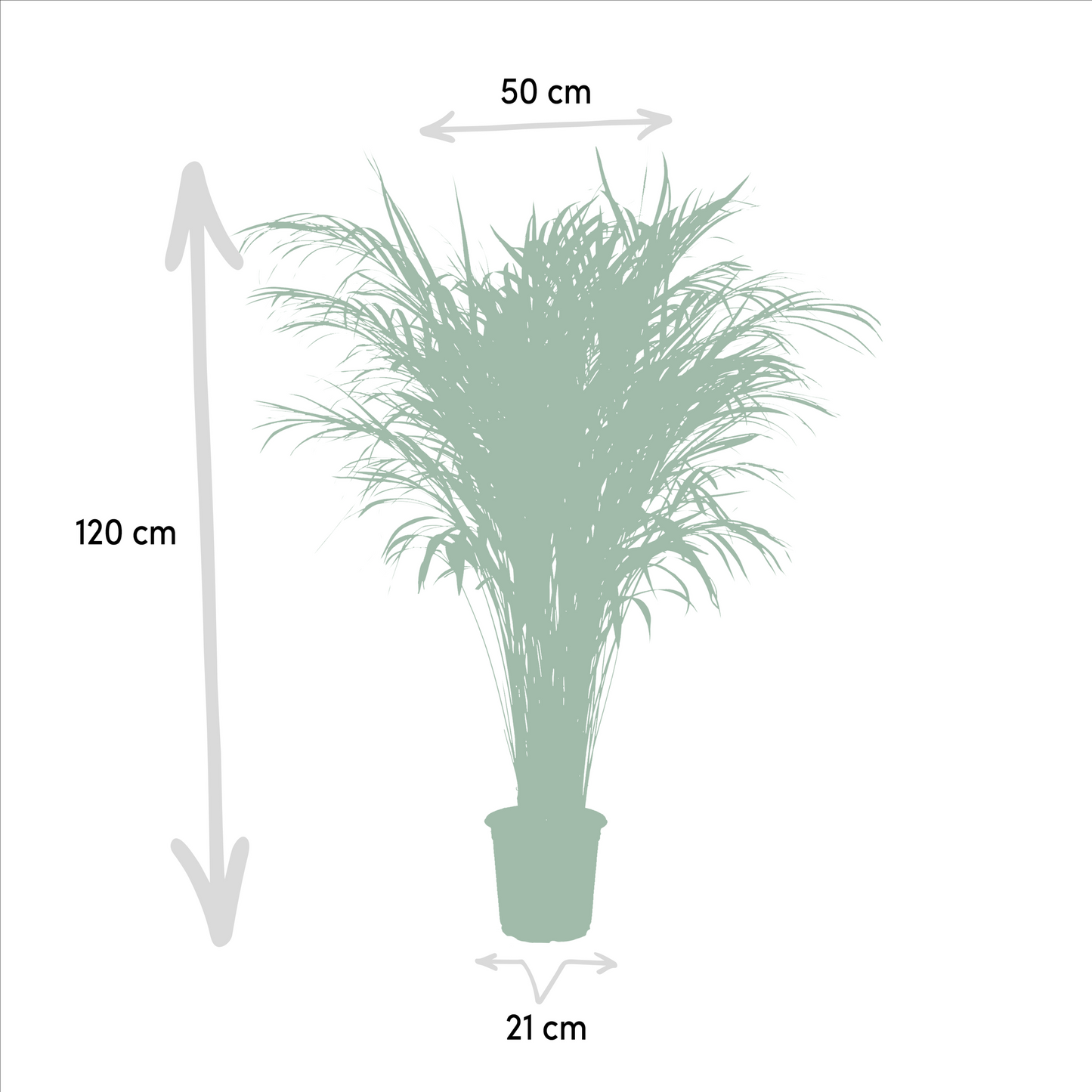 Goldfruchtpalme 110 cm – Tropisch & Pflegeleicht