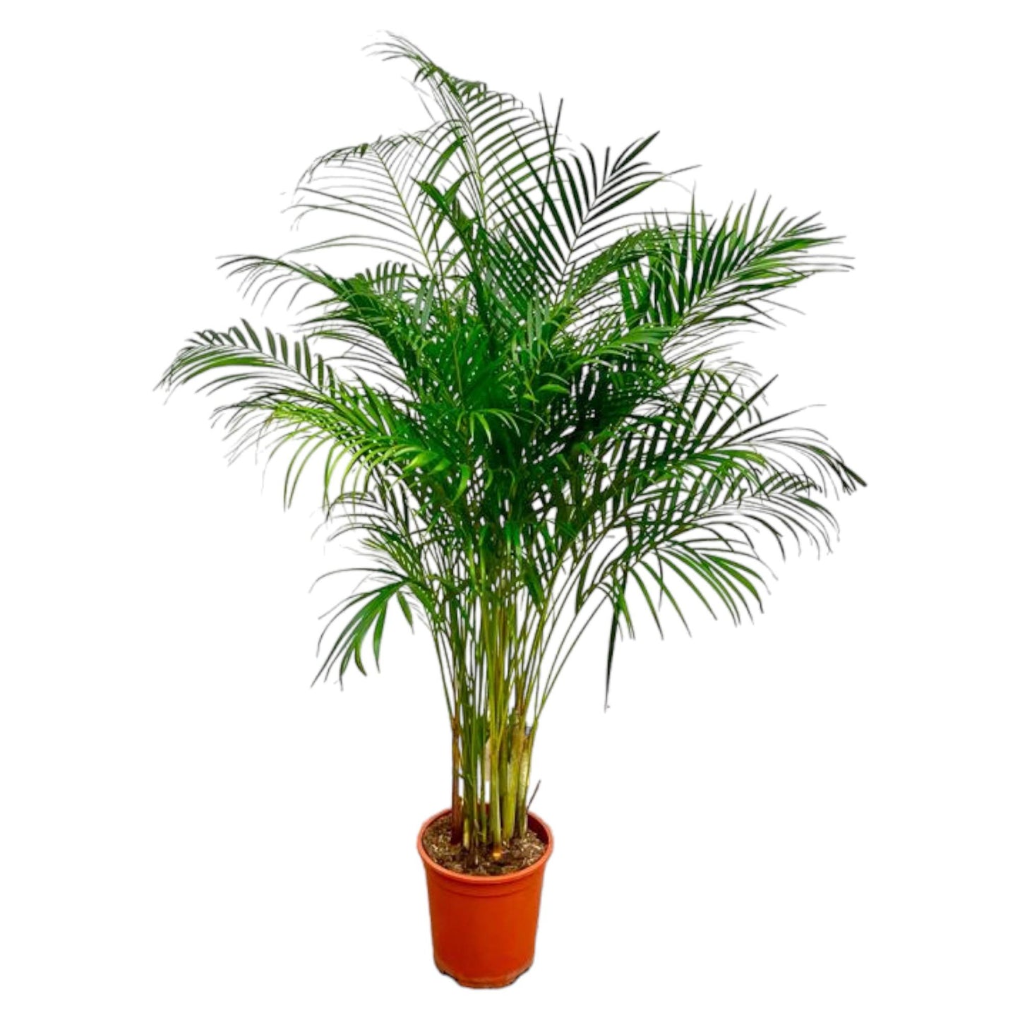 Goldfruchtpalme 180 cm – Tropische Eleganz für Zuhause