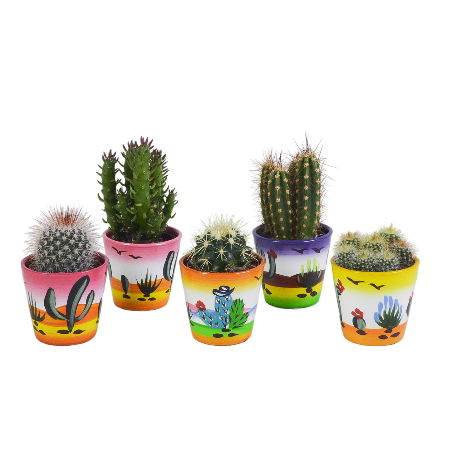Kakteen Mix 5er Set im handbemalten Mexiko Topf