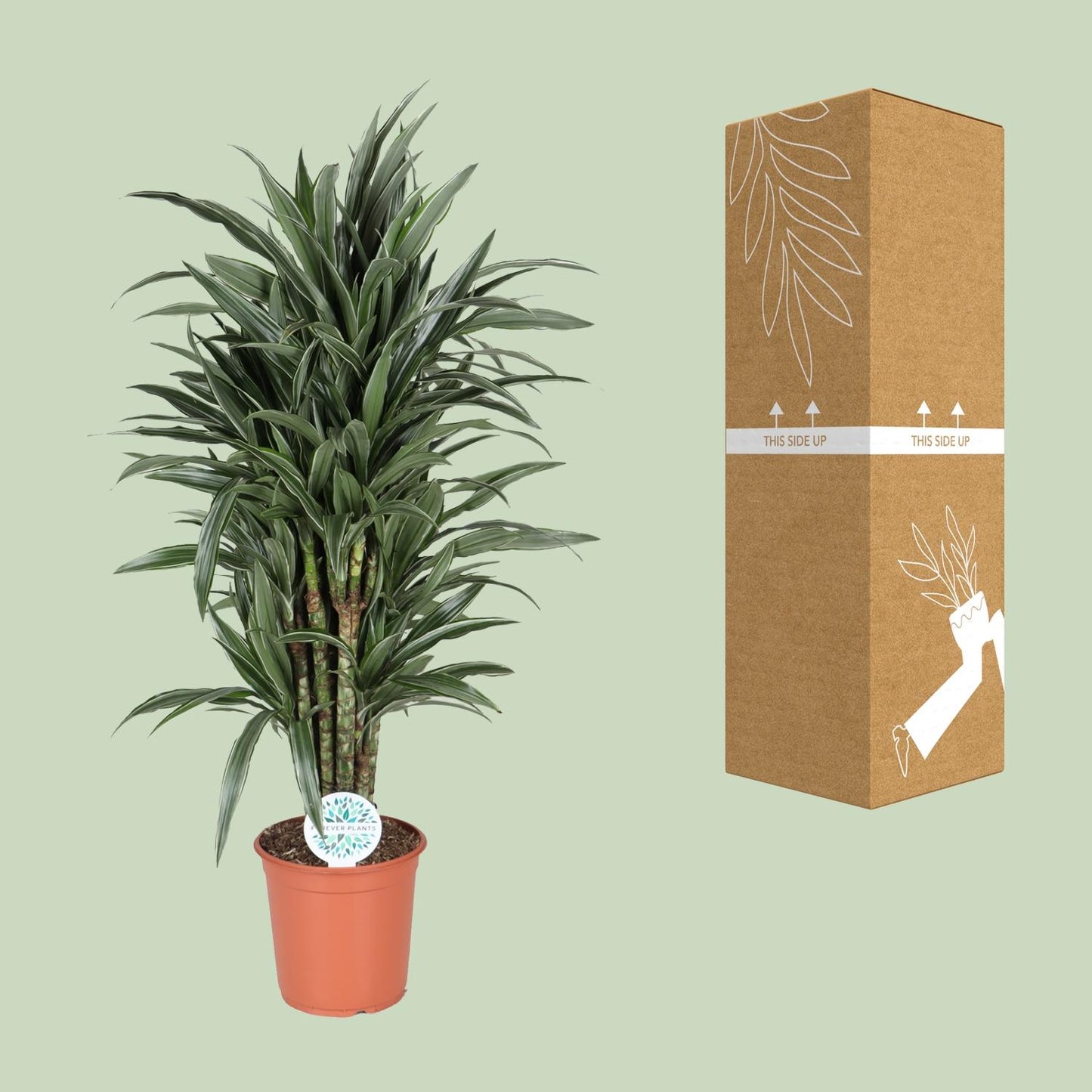 Dracaena Deremensis Warneckei - Ø24cm - ↕120cm