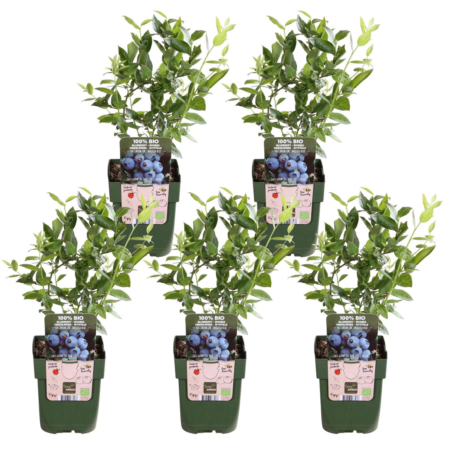 5x - Vaccinium corymbosum 'Brigitta Blue' - ↨45cm - Ø13