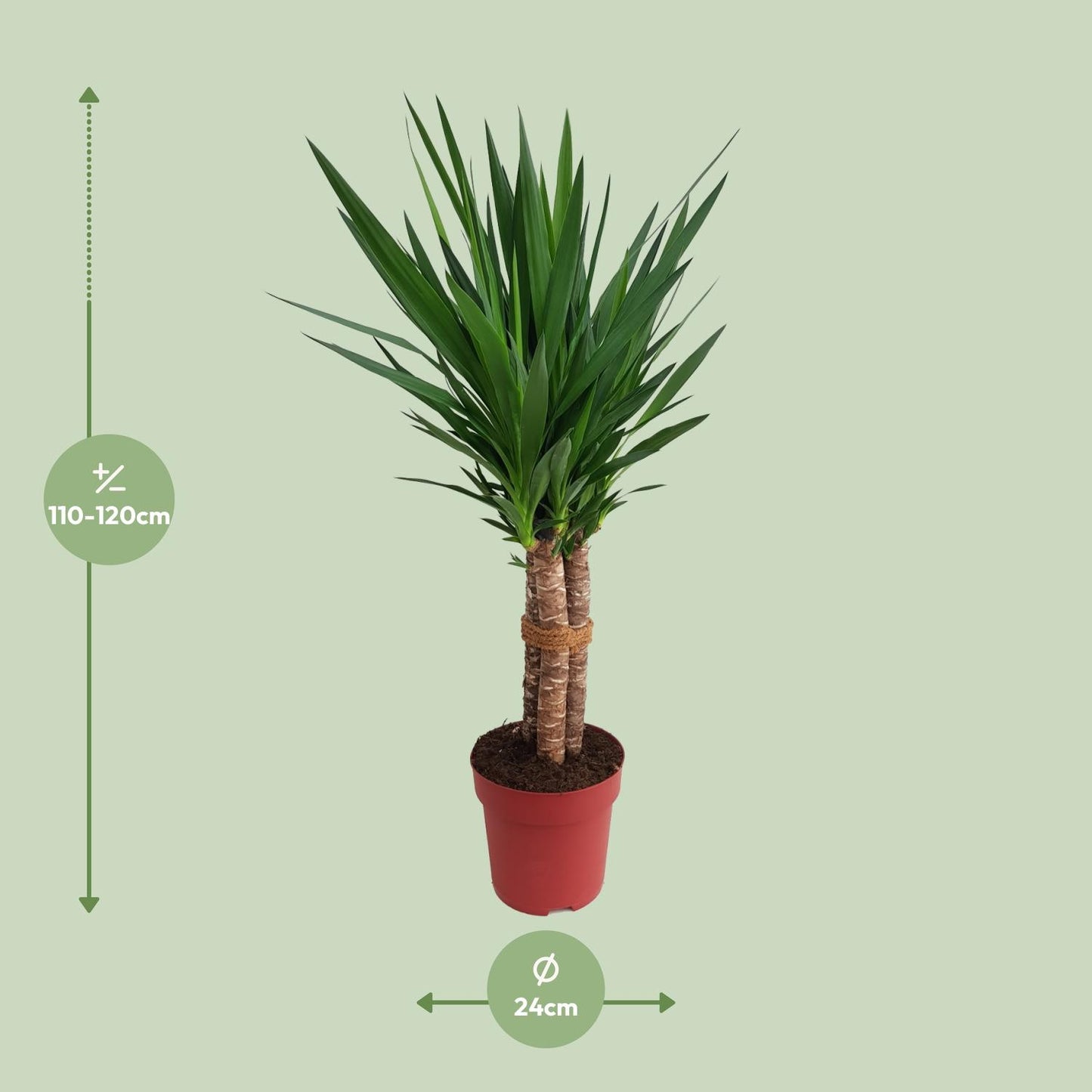 Yucca "Tres Cañas" 50stam P24 - Ø24cm - ↕120cm