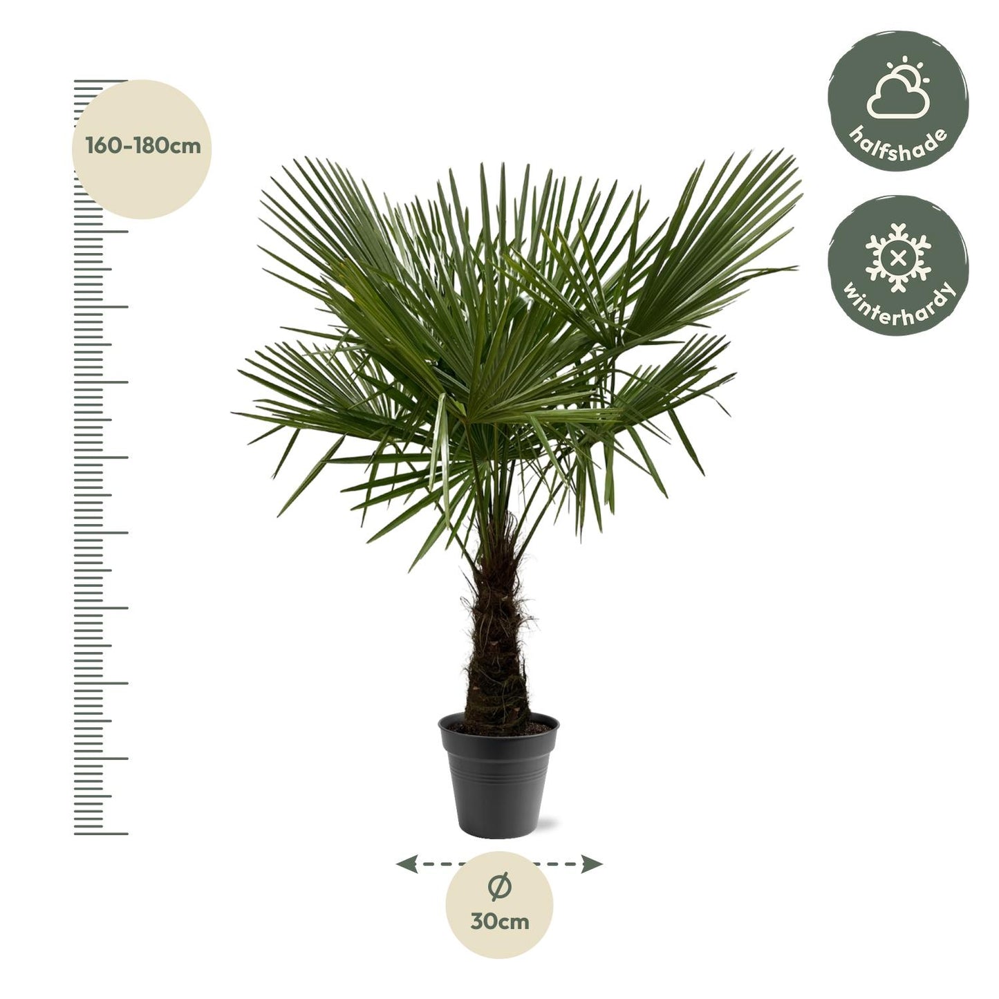 Hanfpalme 160-180 cm – Winterharte mediterrane Gartenpalme Ø30