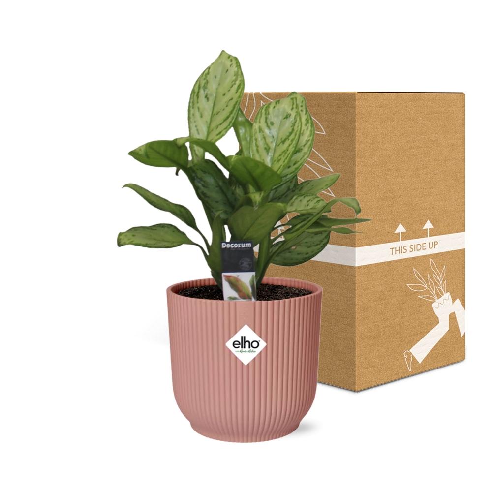 Aglaonema Christina in ELHO Vibes Fold 14cm roze