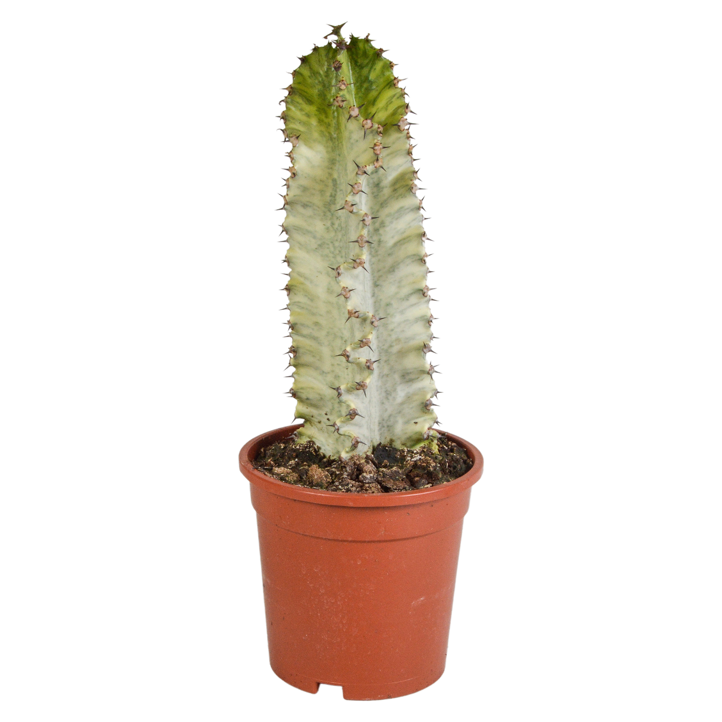 Bunte Wolfsmilch 17 cm – Exotischer Säulenkaktus