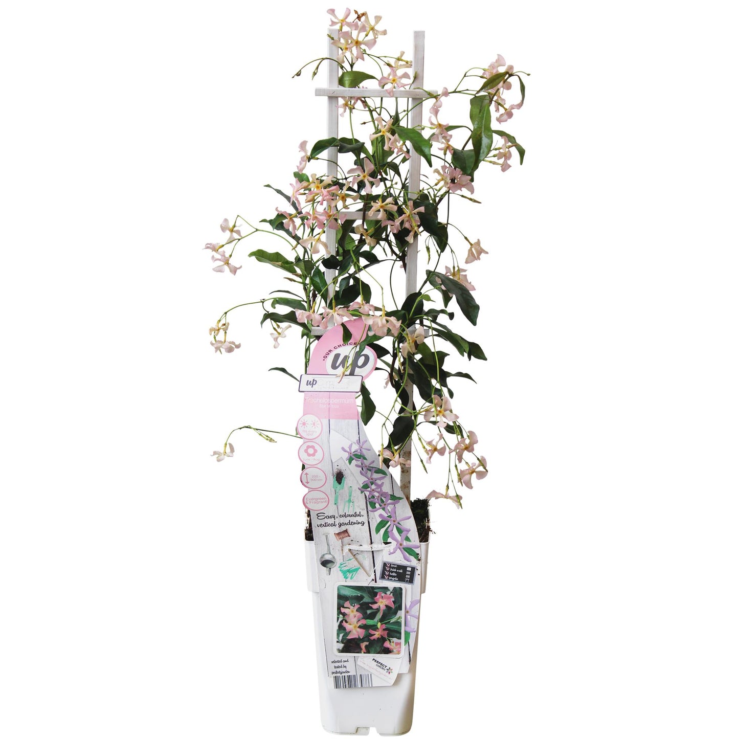 Trachelospermum 'Star of Ibiza' - Toskanischer Jasmin Rosa - Ø15cm - ↕65cm