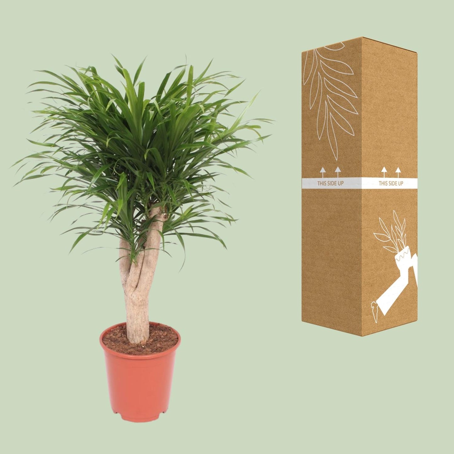 Dracaena Reflexa Anita - Ø24cm - ↕100cm