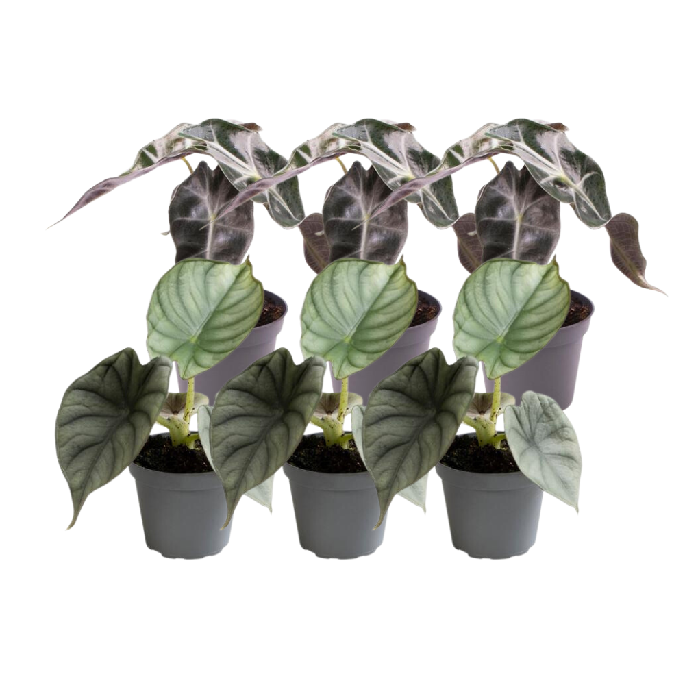 6x Alocasia Mix