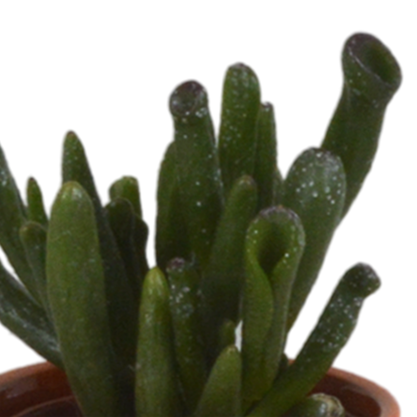 Vetplanten-Mischung 5,5 cm - 5x - in Mexicaanse pot