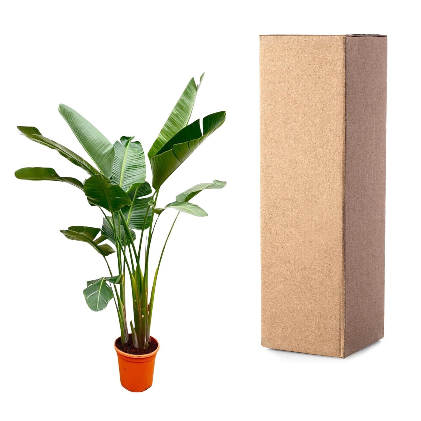 Paradiesvogelblume XXL – Weiße Strelitzie 250 cm