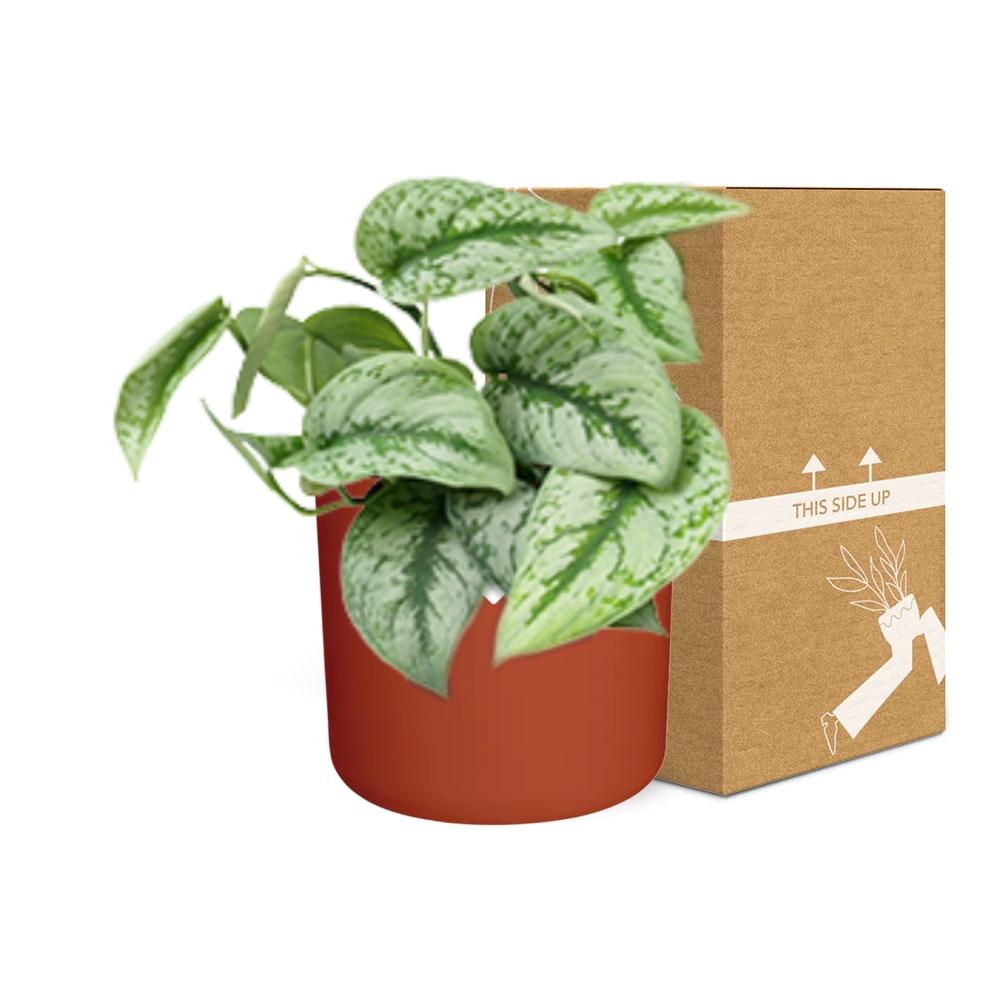 Scindapsus Pictus ‘Trebie’ in ELHO b.for soft rond 14cm brique