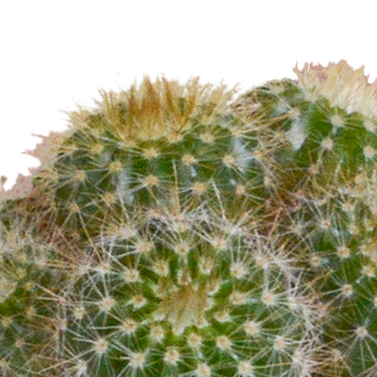 Cactus en vetplanten Mischung 5,5 cm | 15 stück - in witte pot