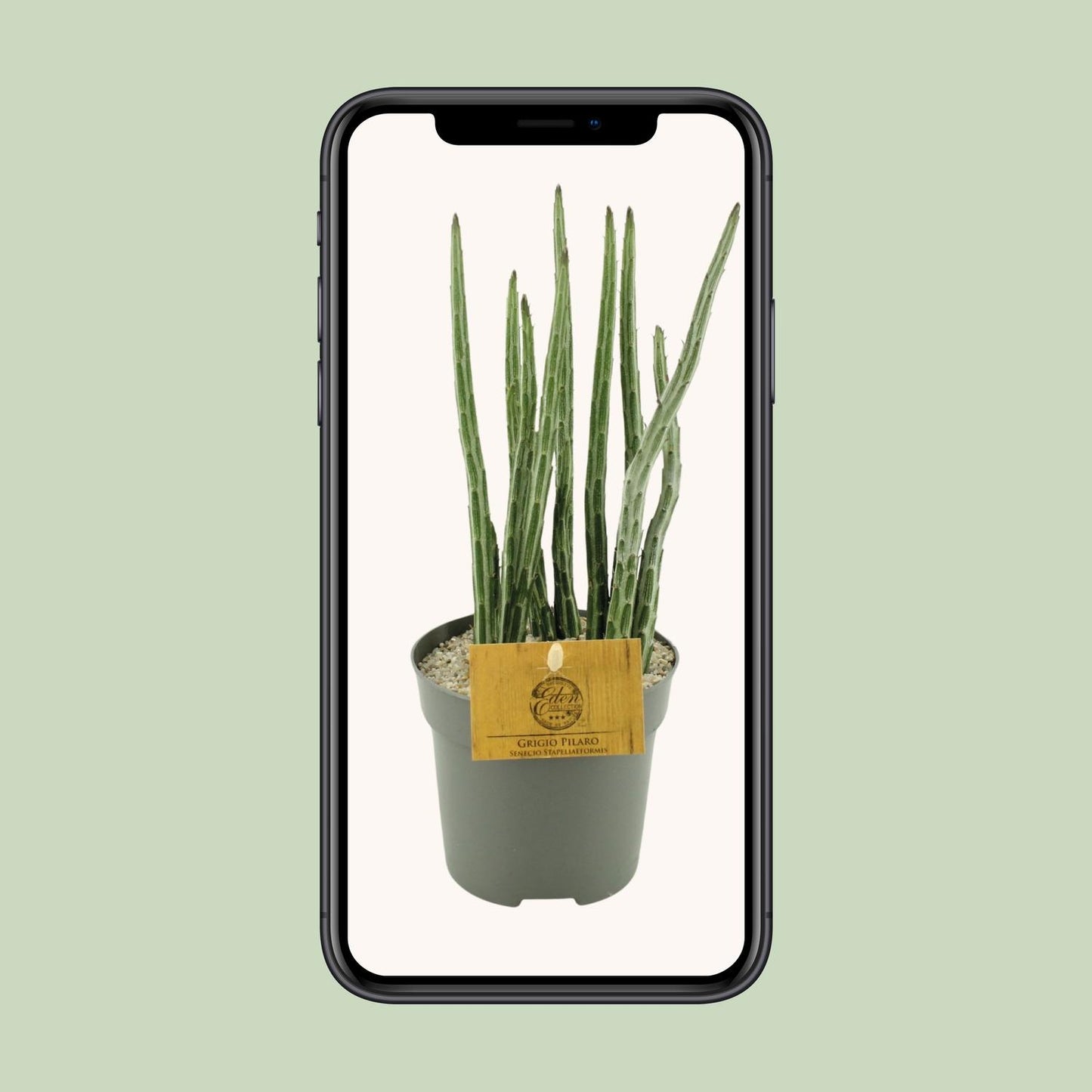 Senecio Stapeliaeformis - Ø10,5cm - ↕15cm