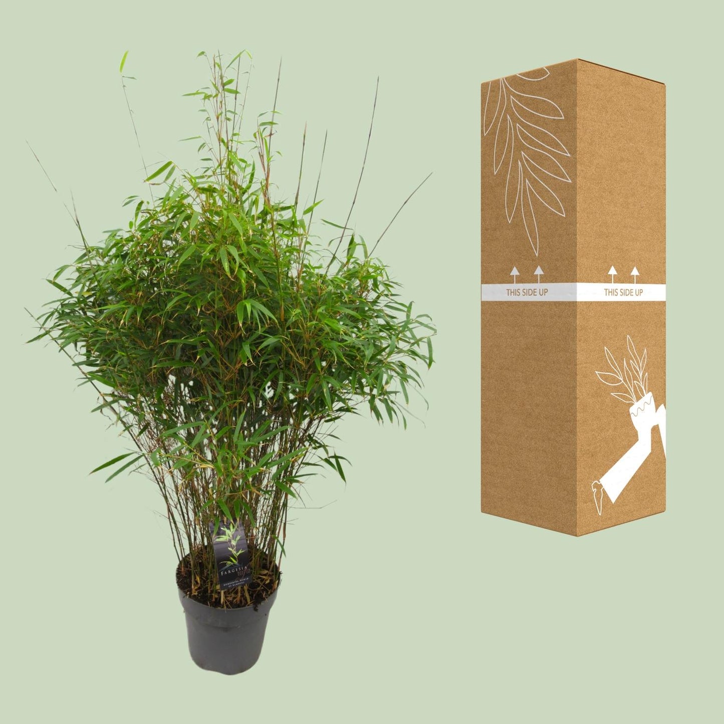 Fargesia 'rufa' - Niet-woekerende Bamboe - Ø27cm - ↕90cm