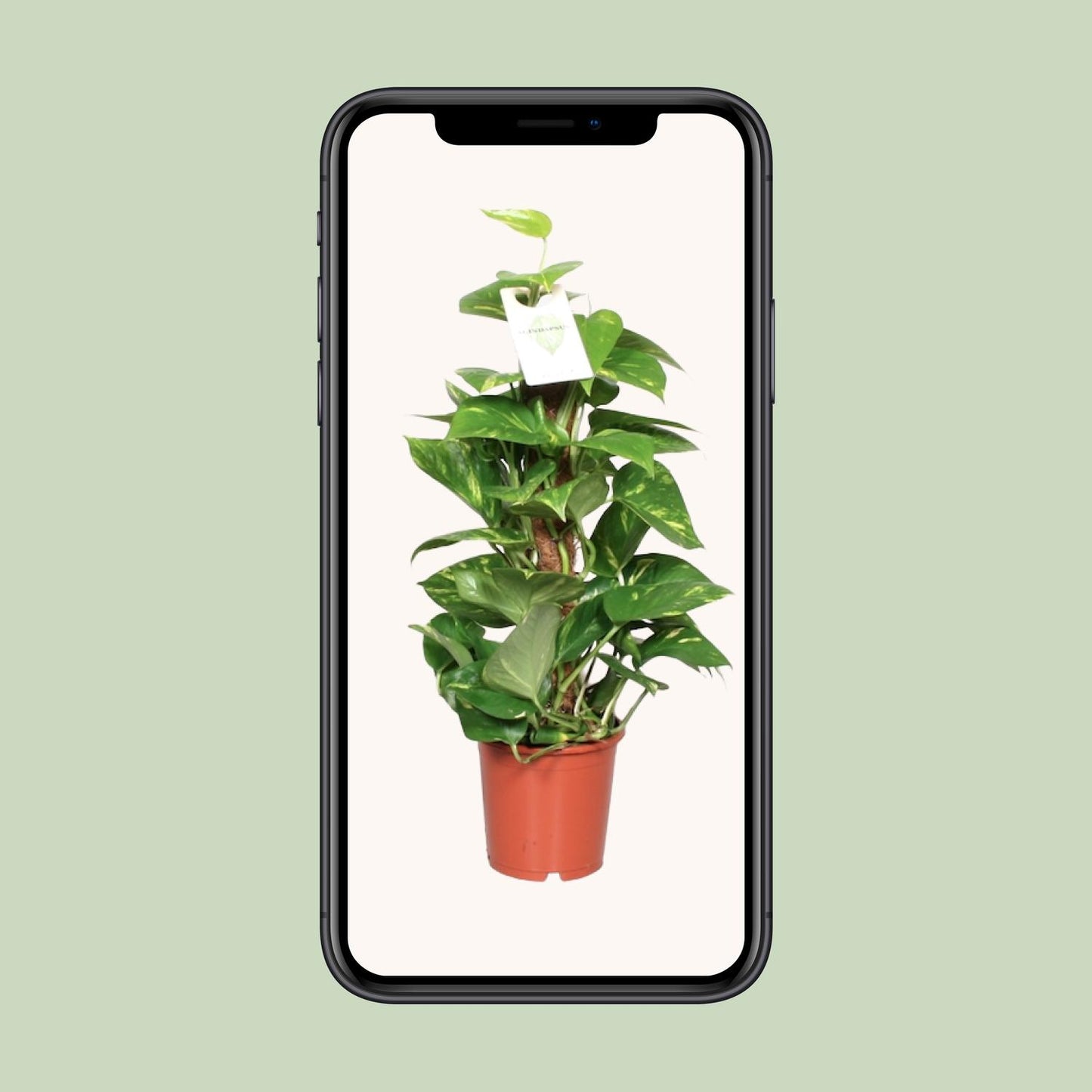 Epipremnum Aureum - Ø15cm - ↕60cm
