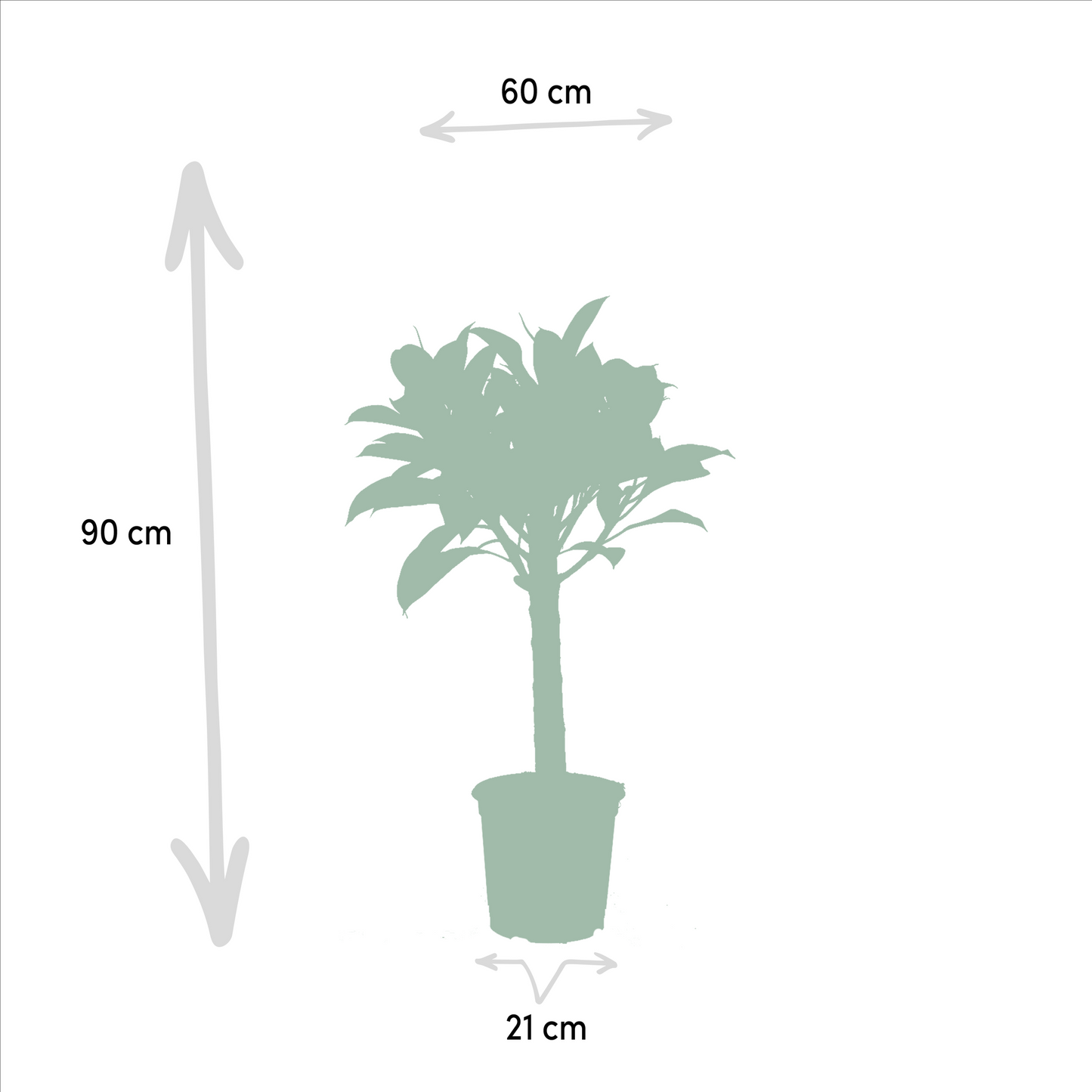 Ficus Elastica Melany - Ø21cm - ↕85cm + Alocasia Wentii - Ø19cm - ↕60cm