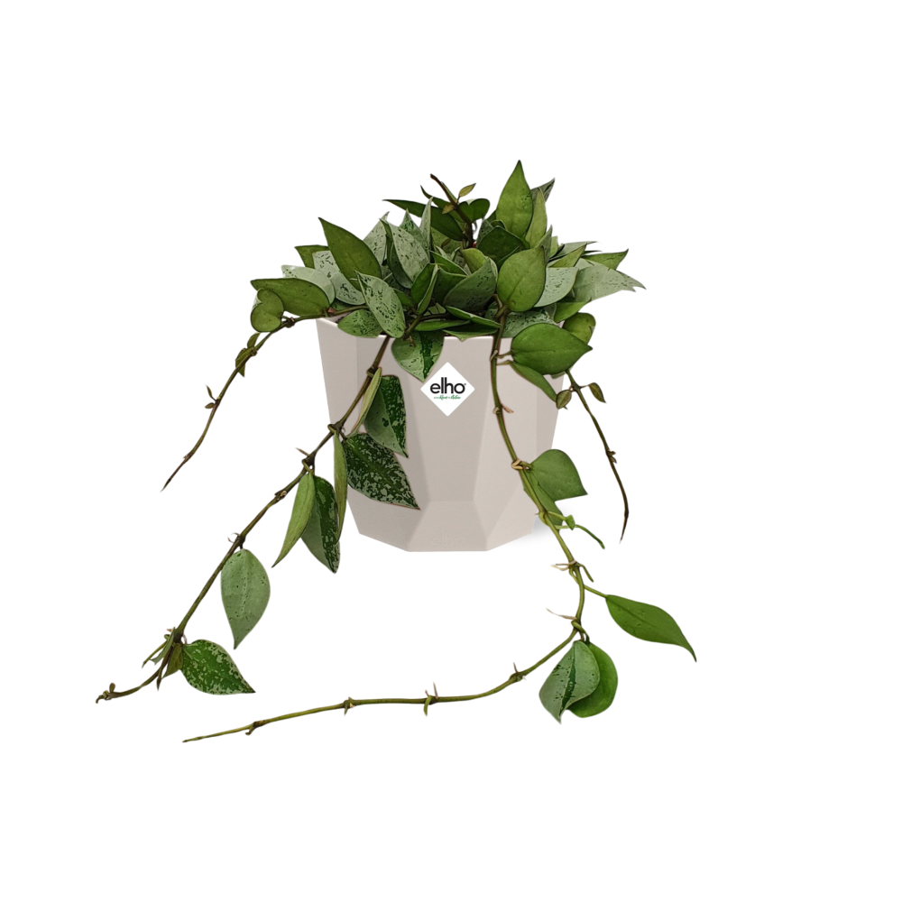 Hoya Krohniana Eskimo in ELHO b.for rock 14 cm warm grey