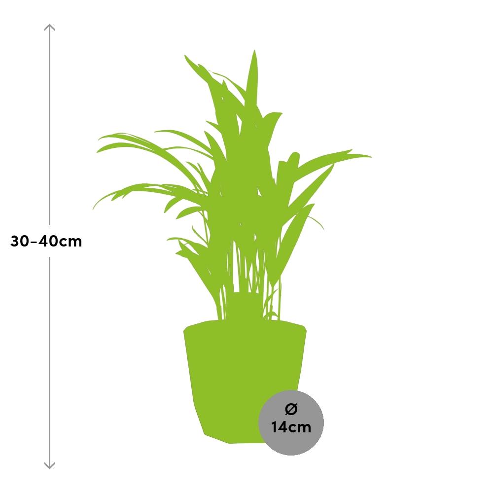 Dypsis Lutescens (Areca) 12cm in 14cm b.for rock living black