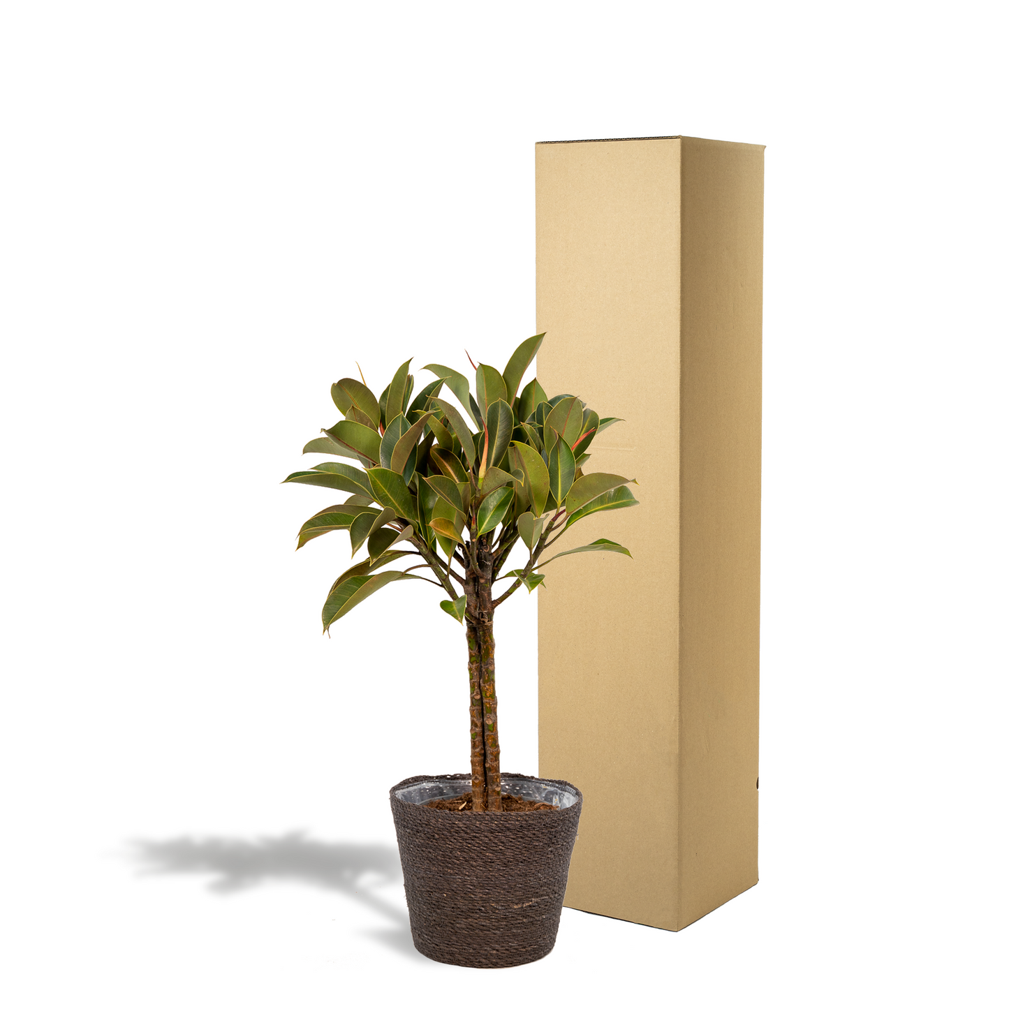 Ficus elastica Melany Stamm + Korb Igmar - ↨90cm - Ø21cm