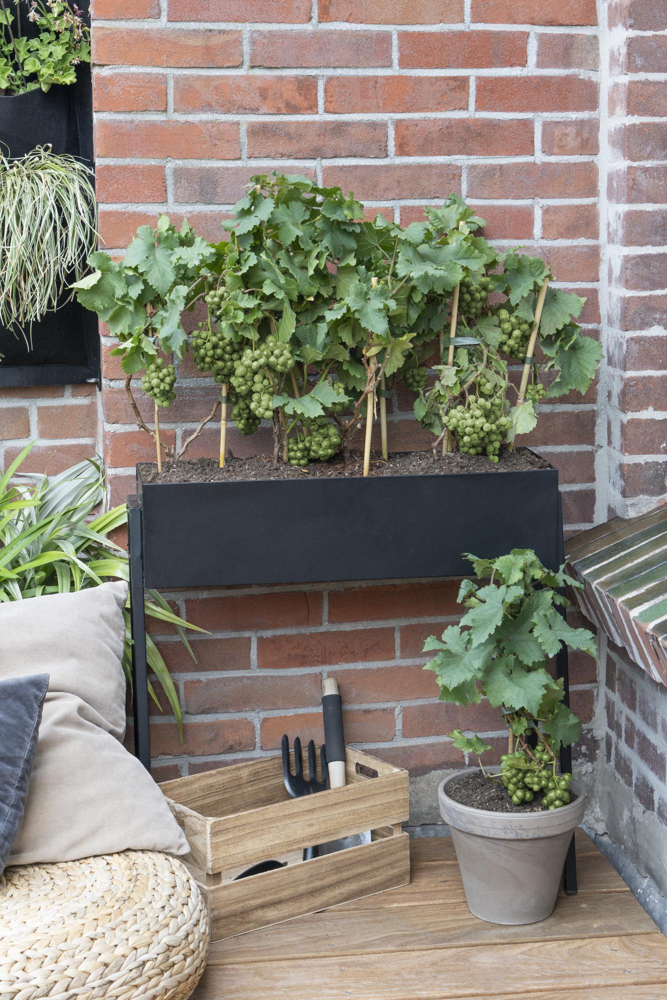 Vitis Pixie Riesling - Witte wijndruif - Ø14cm - ↕30cm - Ø14 - ↨30cm
