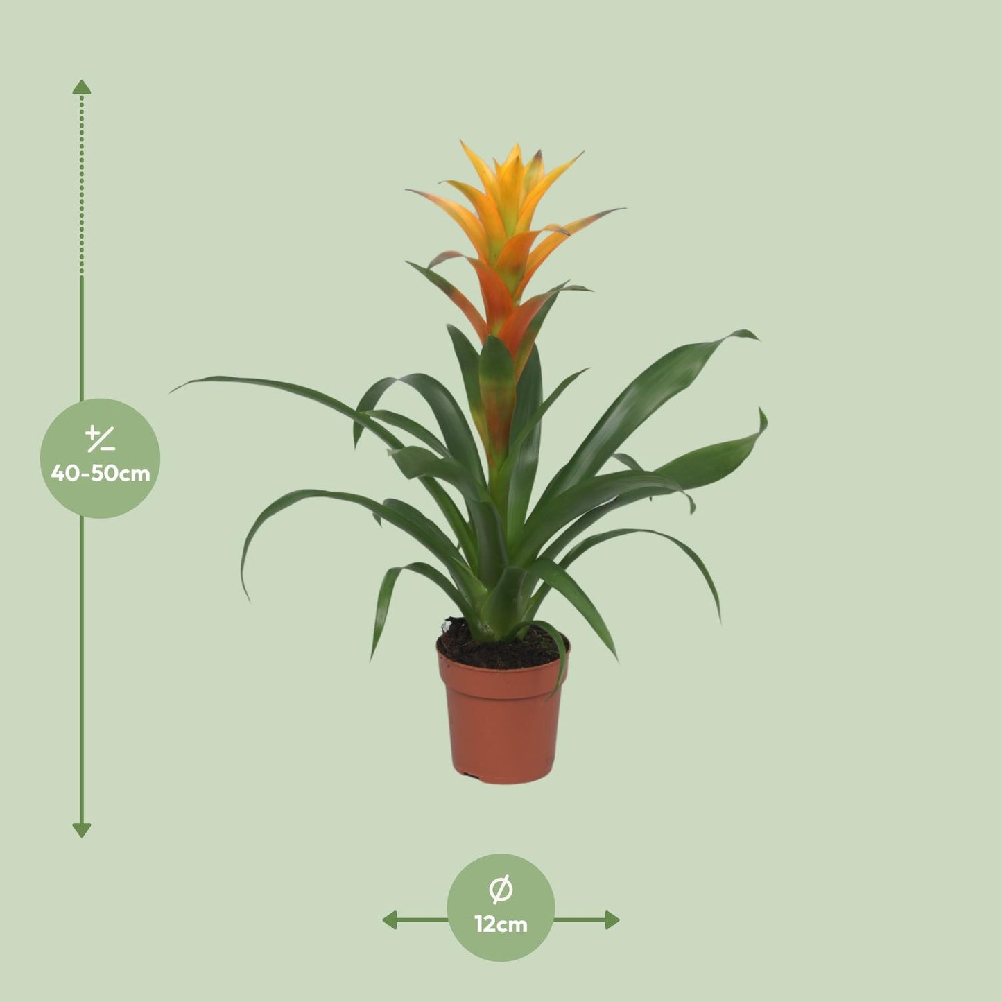 Guzmania Solara - Ø12cm - ↕50cm