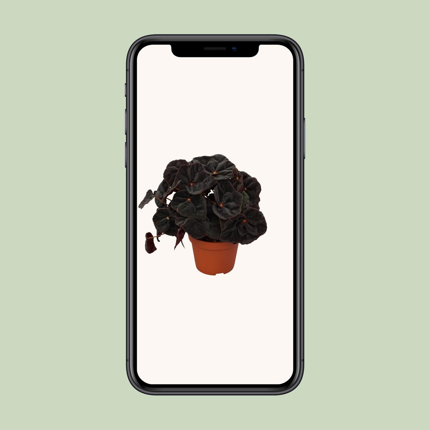 Begonia Rex Conga 12cm - Ø12cm - ↕25cm
