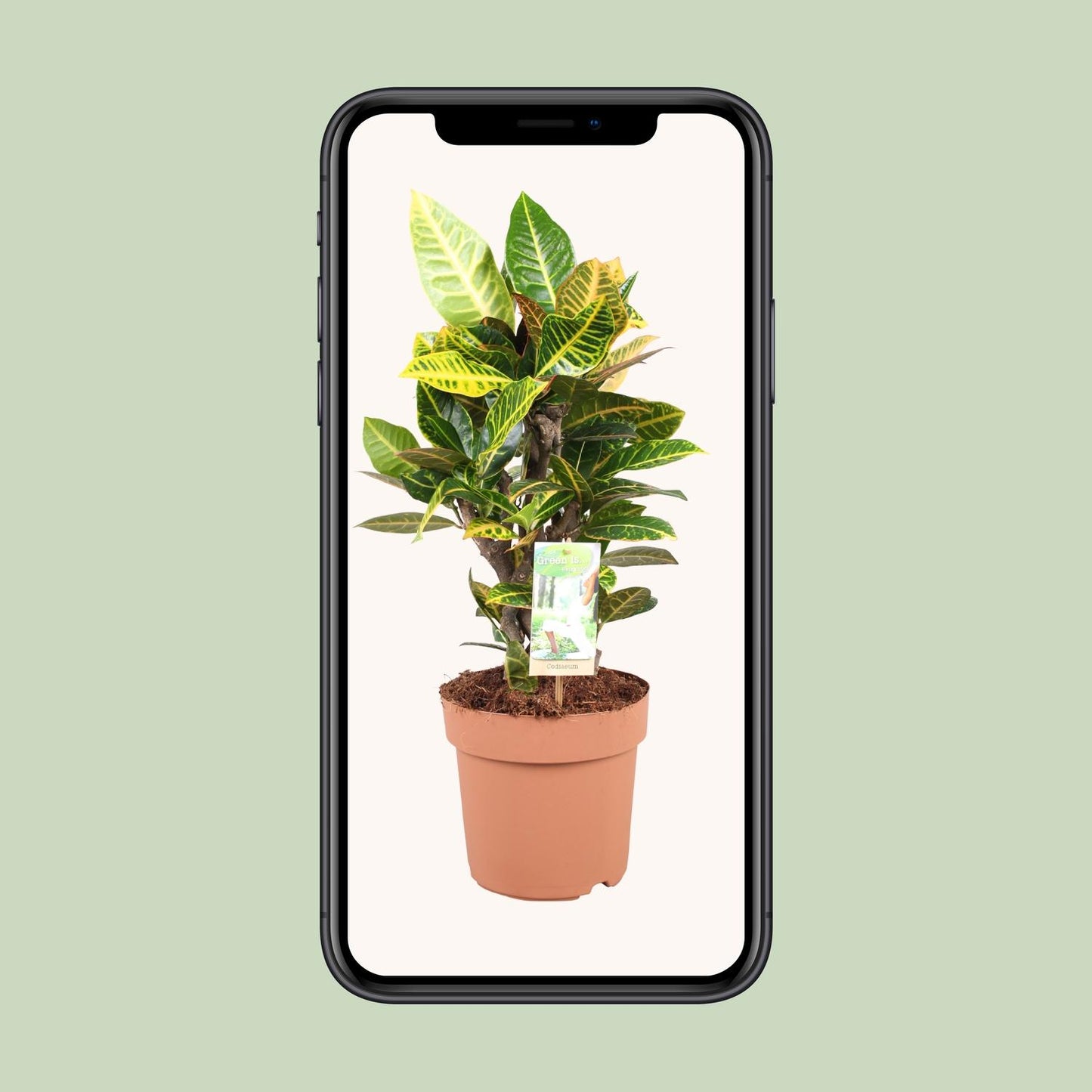 Codiaeum Petra - Ø21cm - ↕60cm