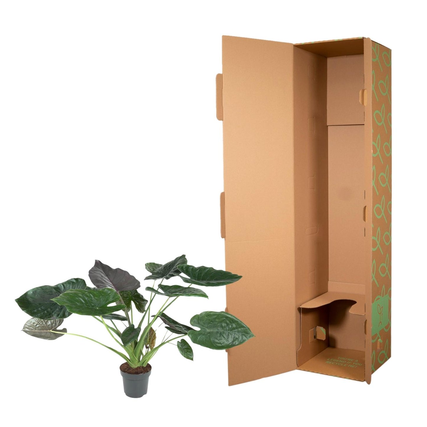 Pfeilblatt Alocasia Wentii – 120 cm dekorative Zimmerpflanze