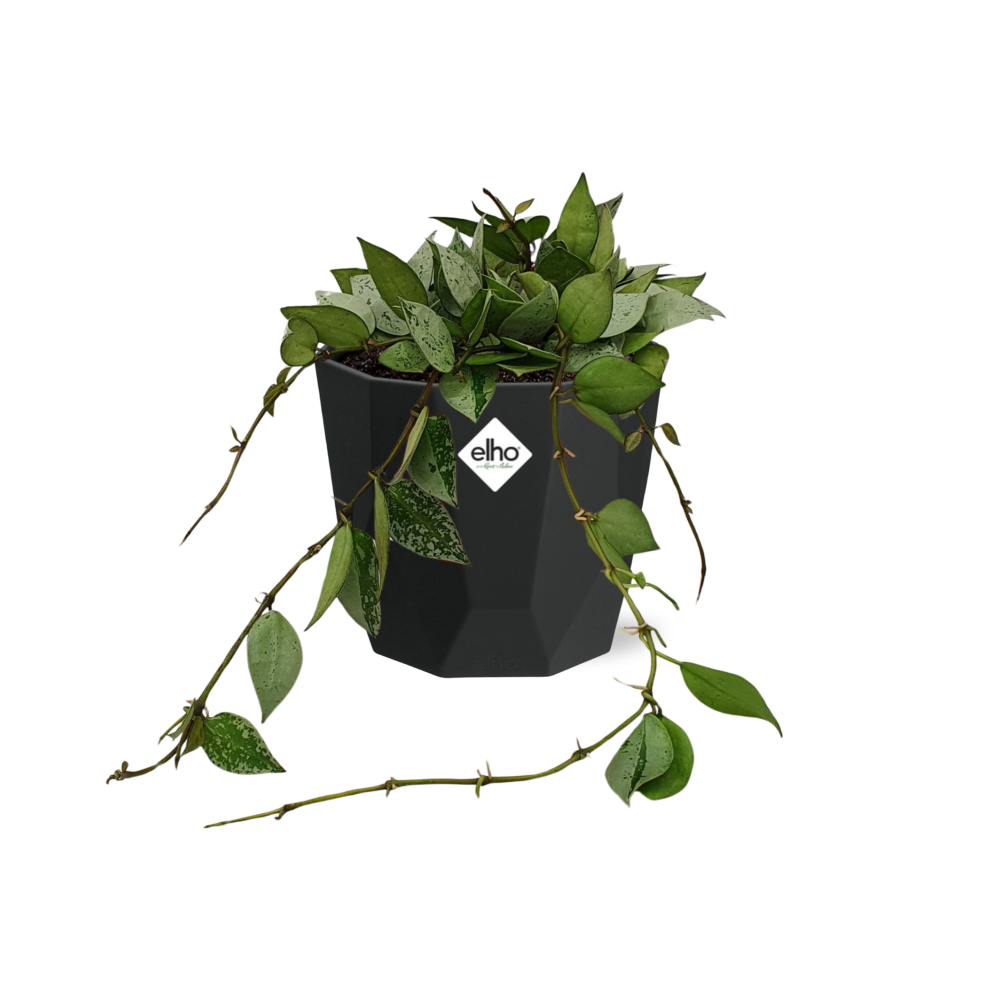 Hoya Krohniana Eskimo in 14cm b.for rock living black