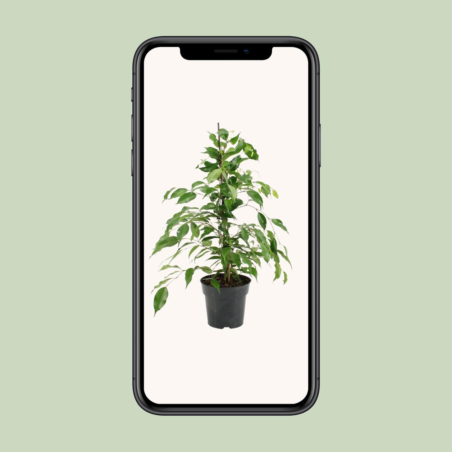 Ficus Benjamina Danita - Ø17cm - ↕70cm