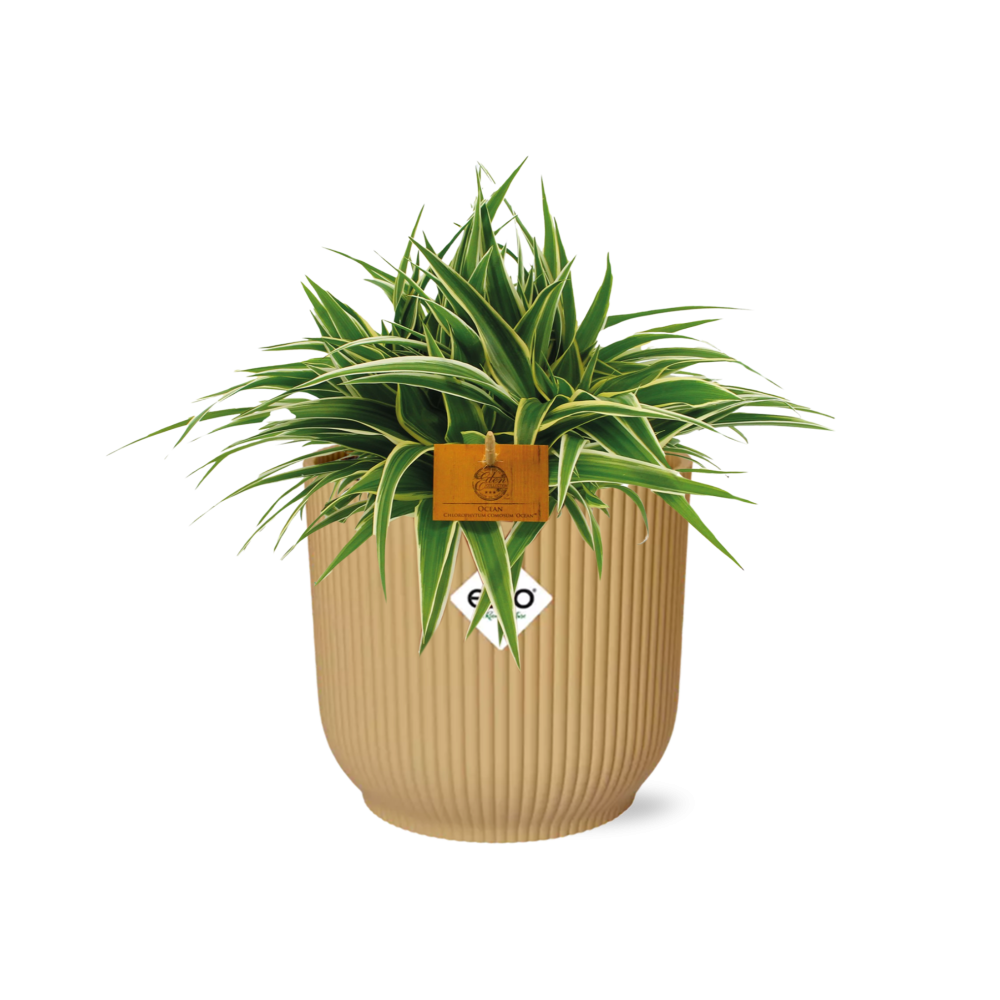Chlorophytum Ocean 15cm in ELHO Vibes Fold 16cm round geel