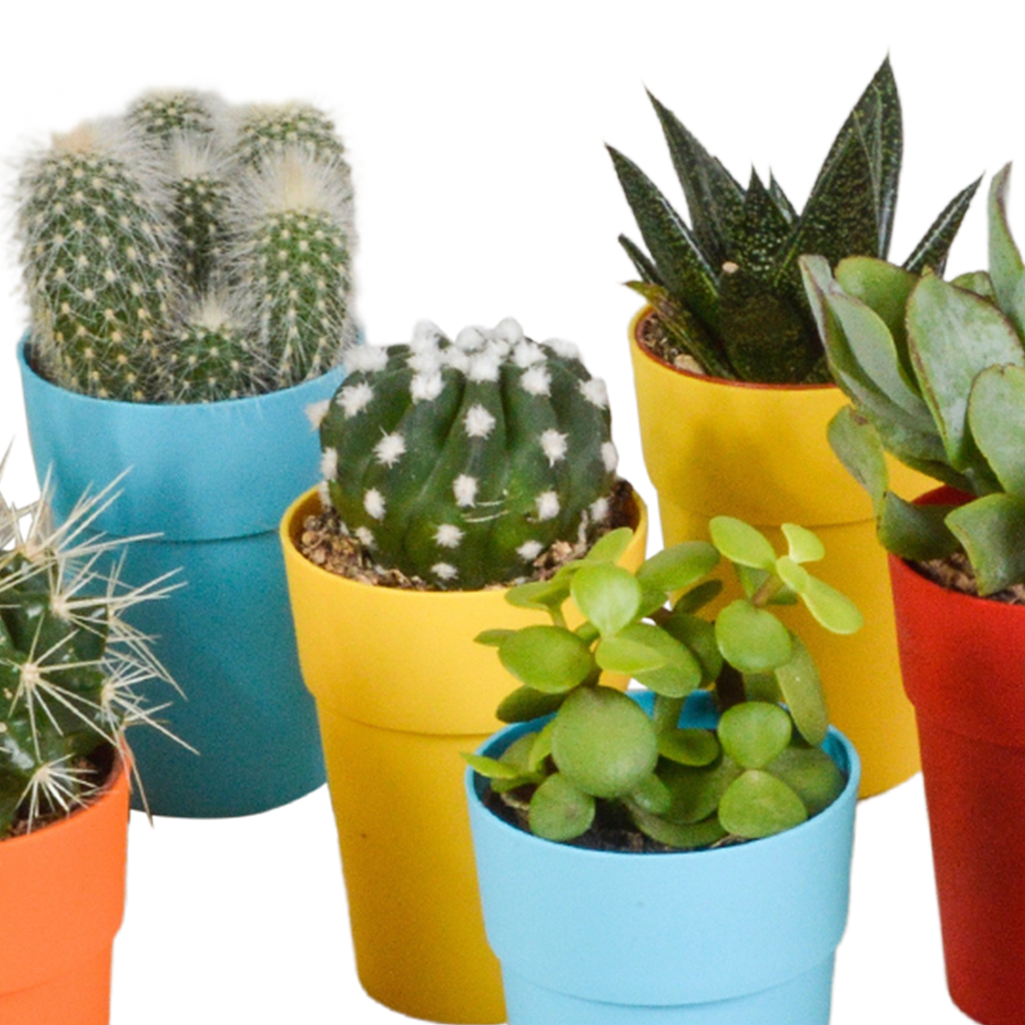 Kakteen & Sukkulenten Mix – 15 pflegeleichte Pflanzen im 5,5cm Topf