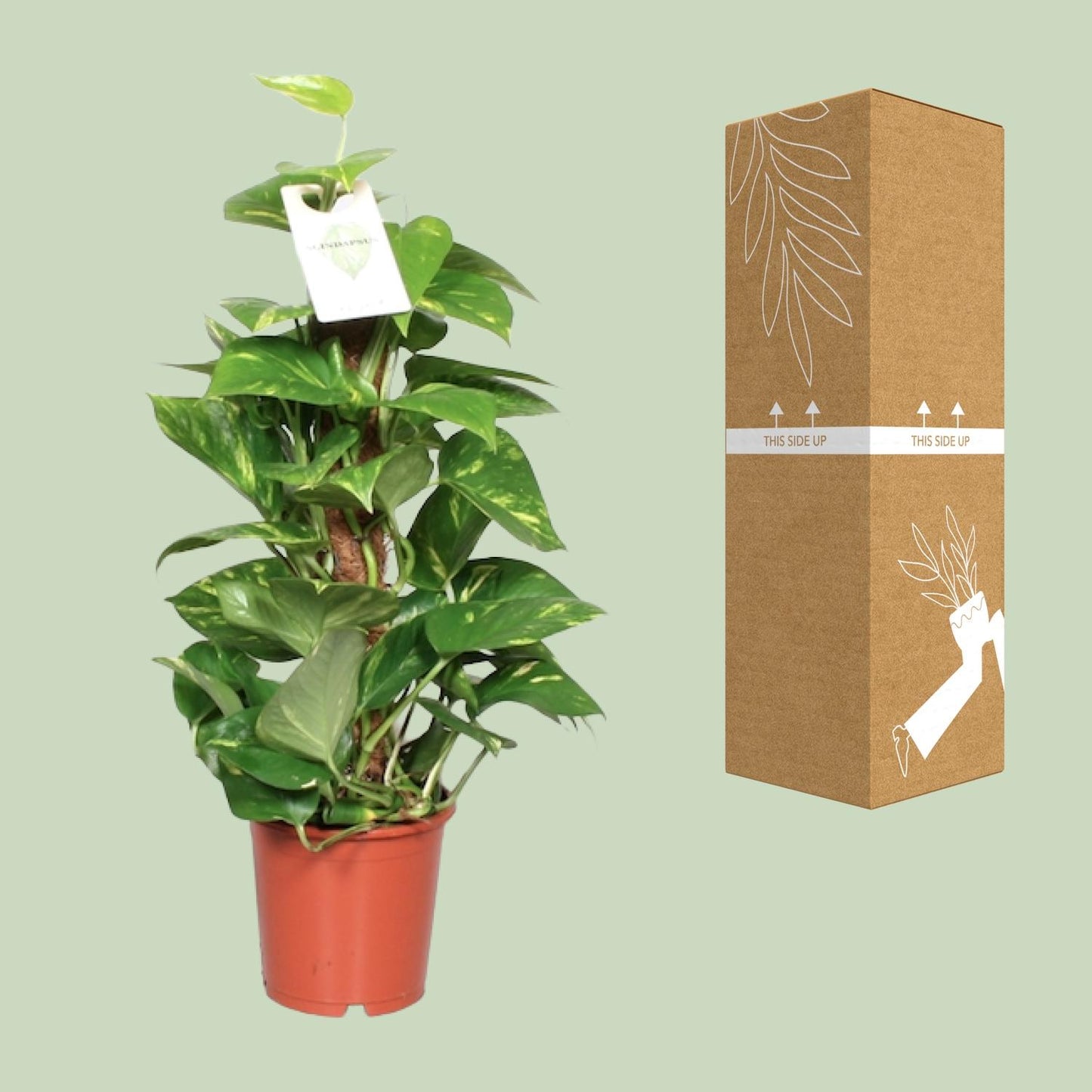 Epipremnum Aureum - Ø15cm - ↕60cm