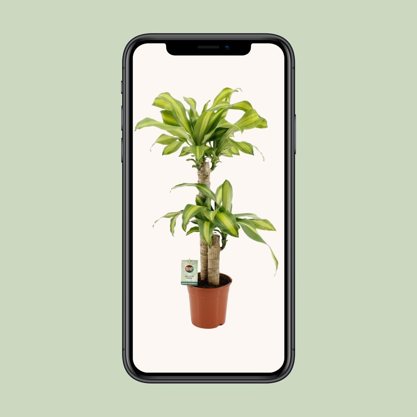 Dracaena Fragrans Massangeana - Ø19cm - ↕90cm