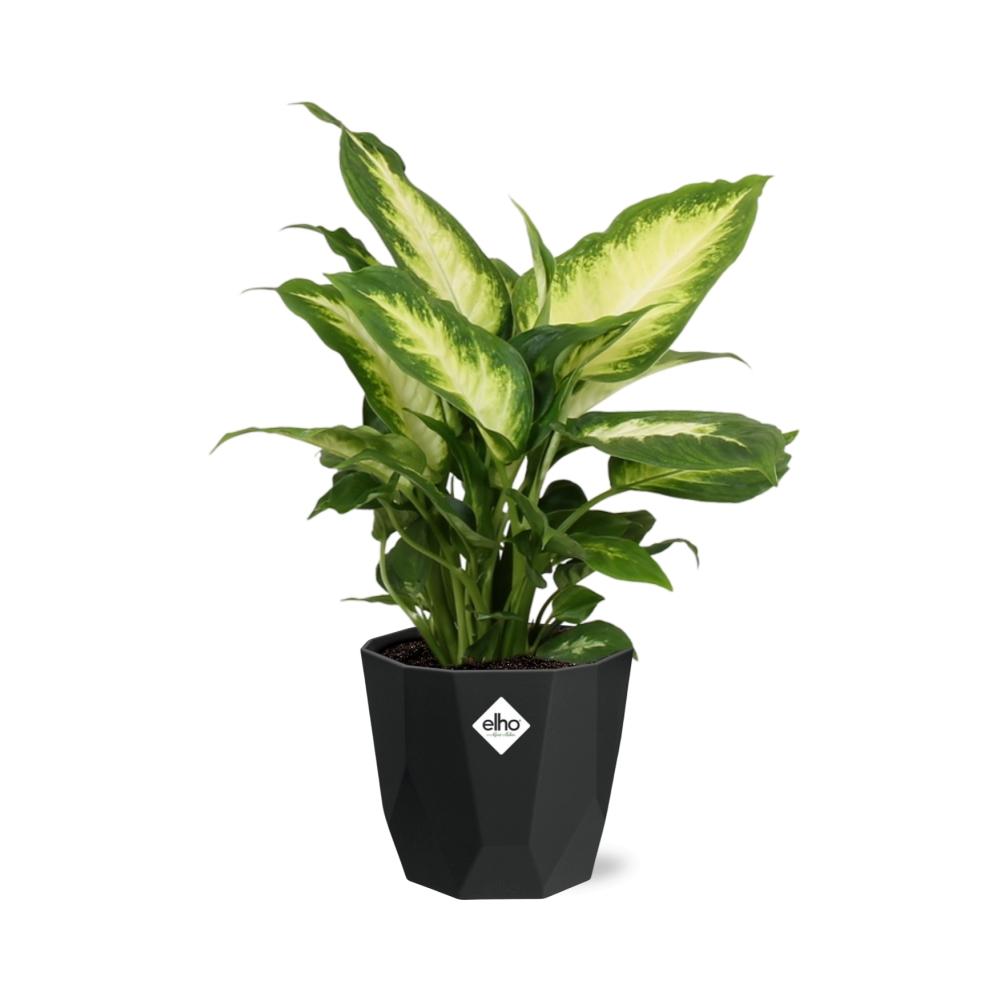 Dieffenbachia ‘Camilla’ in 14cm b.for rock living black
