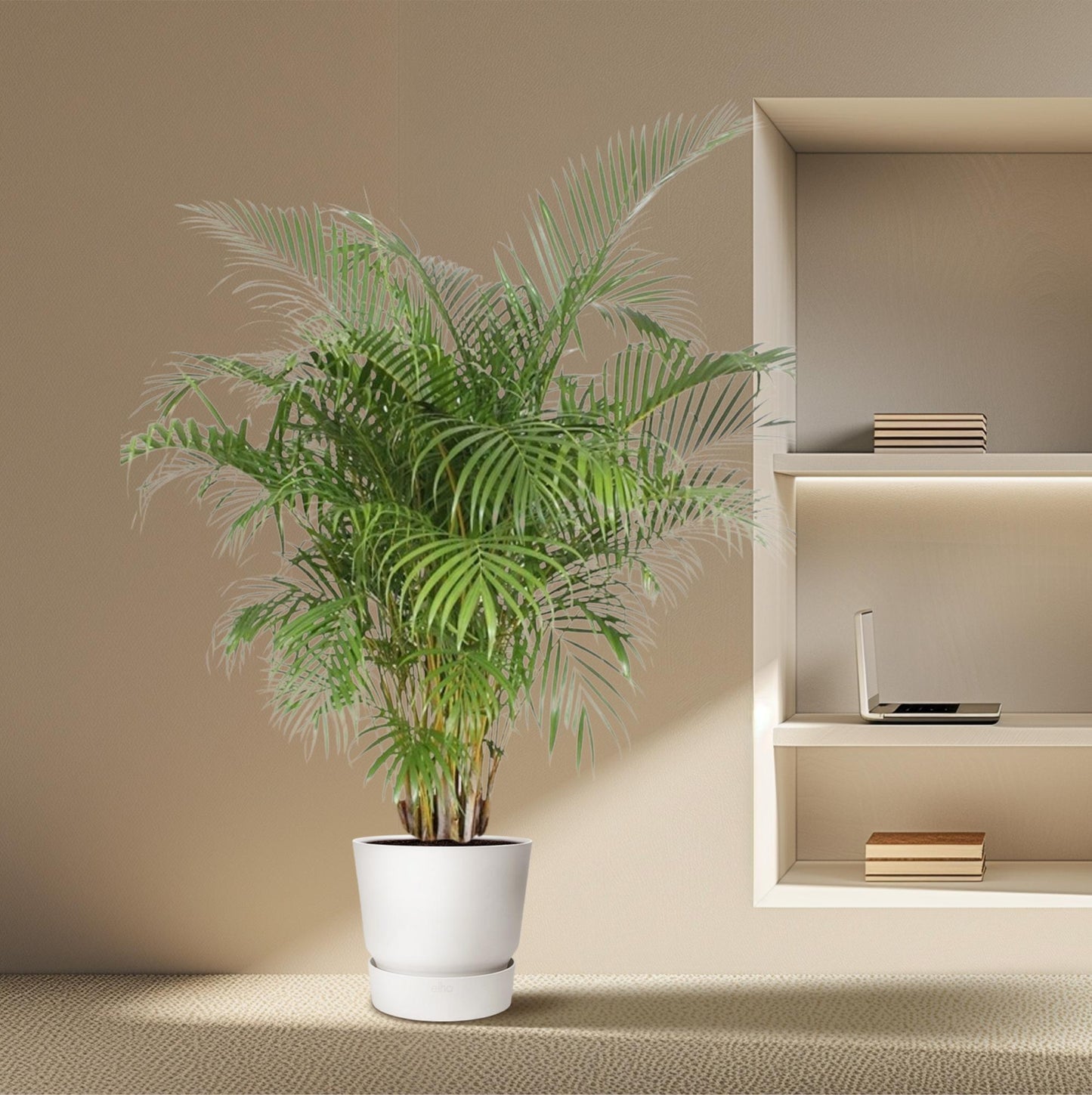 Goldfruchtpalme 200 cm – Areca Palme im Ø40 cm Topf