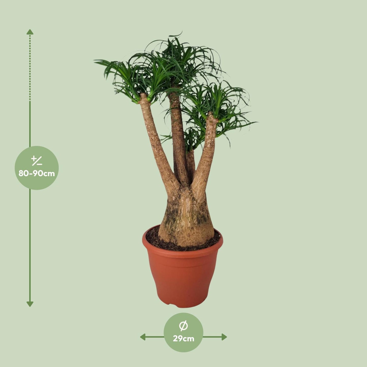 Beaucarnea Nolina - Ø29cm - ↕90cm